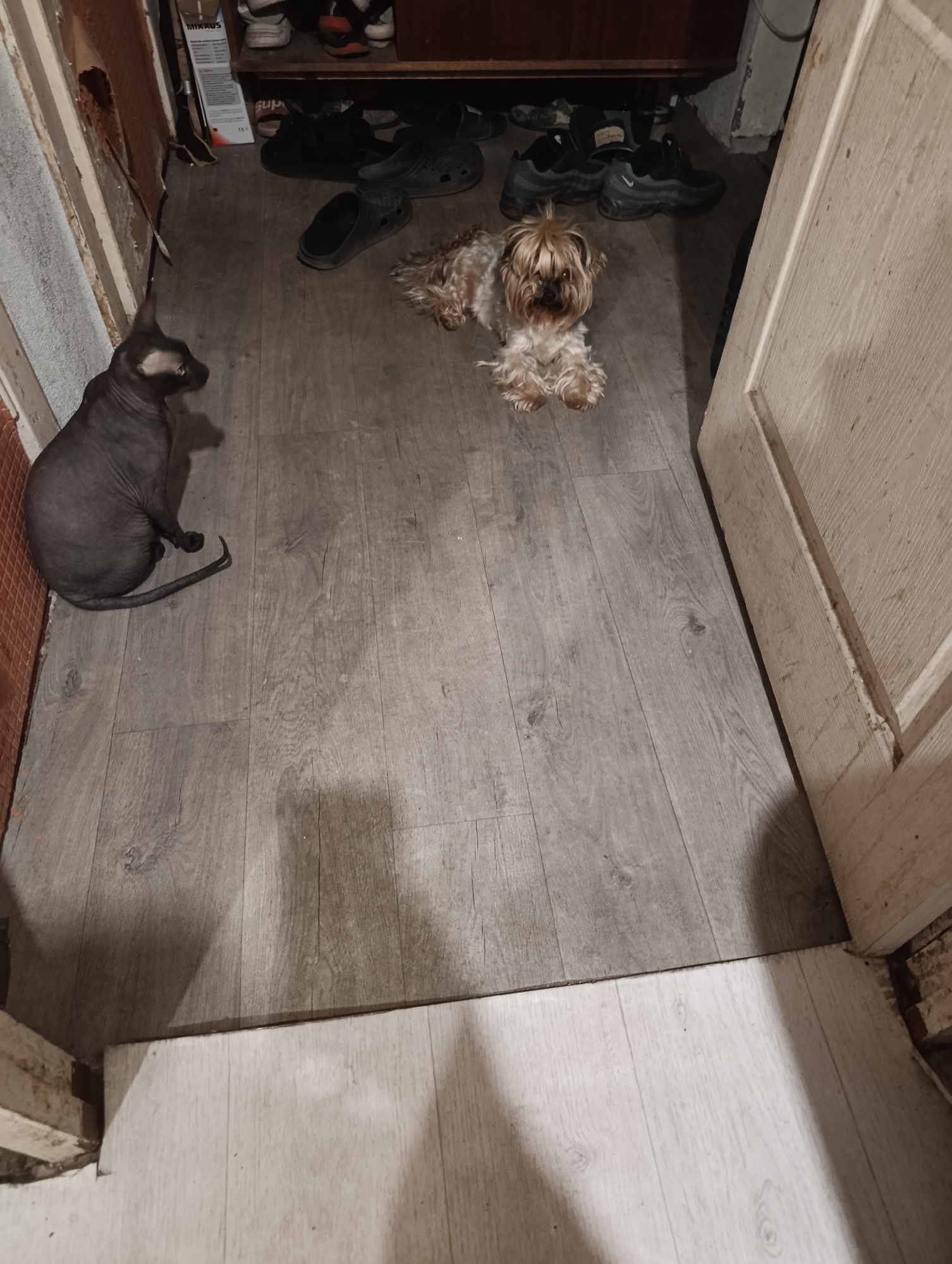 The image shows a domestic indoor scene, likely a hallway or room with a wooden floor. On the left, a hairless cat, possibly a Sphynx, is sitting and looking to the right. In the center, a small, fluffy dog, appearing to be a Yorkshire Terrier, is lying down. Several pairs of shoes and slippers are scattered on the floor, some under a shelf or cabinet in the background. The environment appears slightly cluttered. The image does not provide specific visual cues to pinpoint a location within the city of Kamianske, Ukraine; it depicts a generic interior.