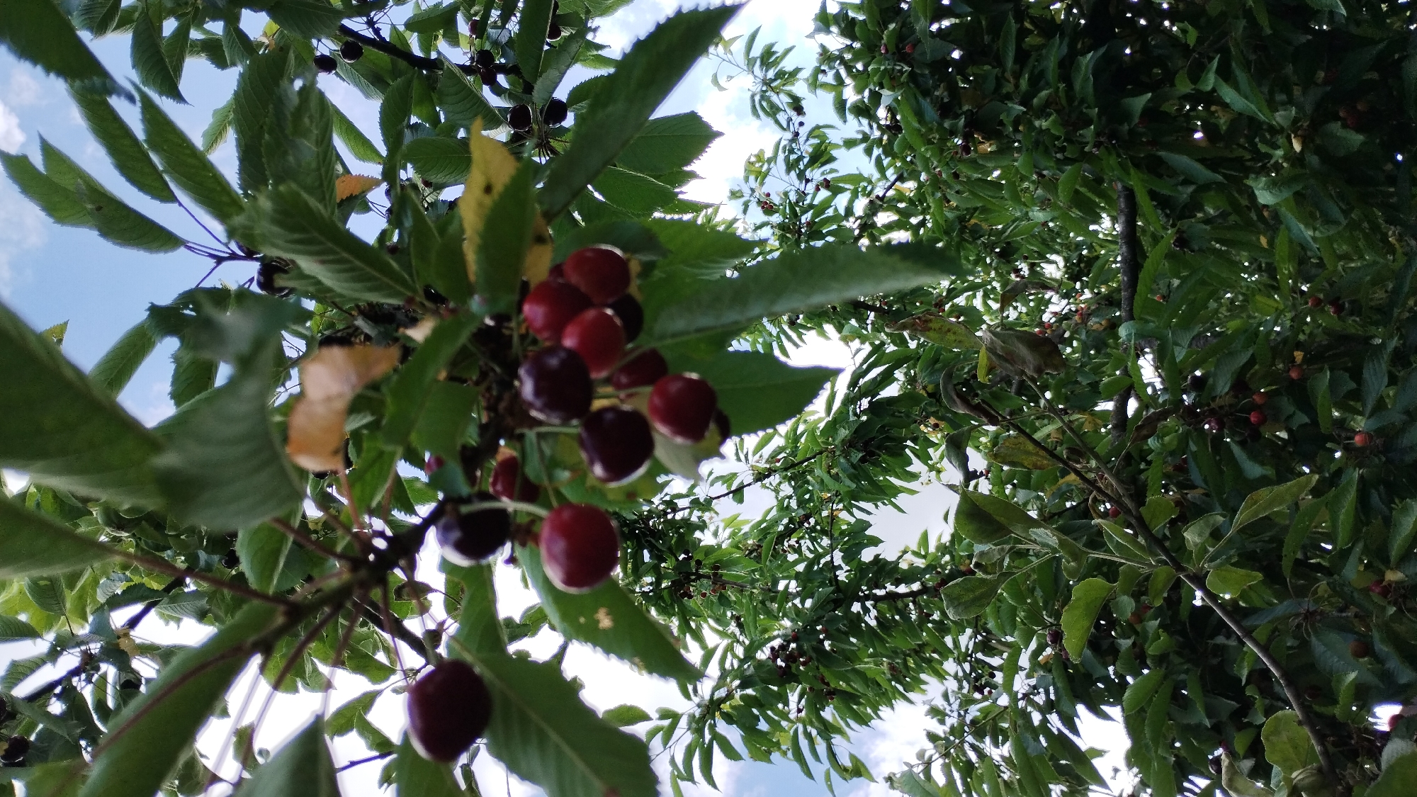 The image is a close-up shot looking up through the branches of a cherry tree, with a cluster of ripe cherries in the foreground, several dark red cherries are visible, some still attached to their stems. The leaves are a vibrant green, with some brown and yellowing leaves scattered among them, suggesting the season is late summer or early autumn. The sky is visible in the background, a pale blue with some wispy white clouds. The lighting is natural, with sunlight filtering through the leaves and illuminating the cherries. The composition is focused on the fruit and foliage, creating a natural and organic feel. The image appears to be taken outdoors in a location where cherry trees are grown, likely a garden or orchard.