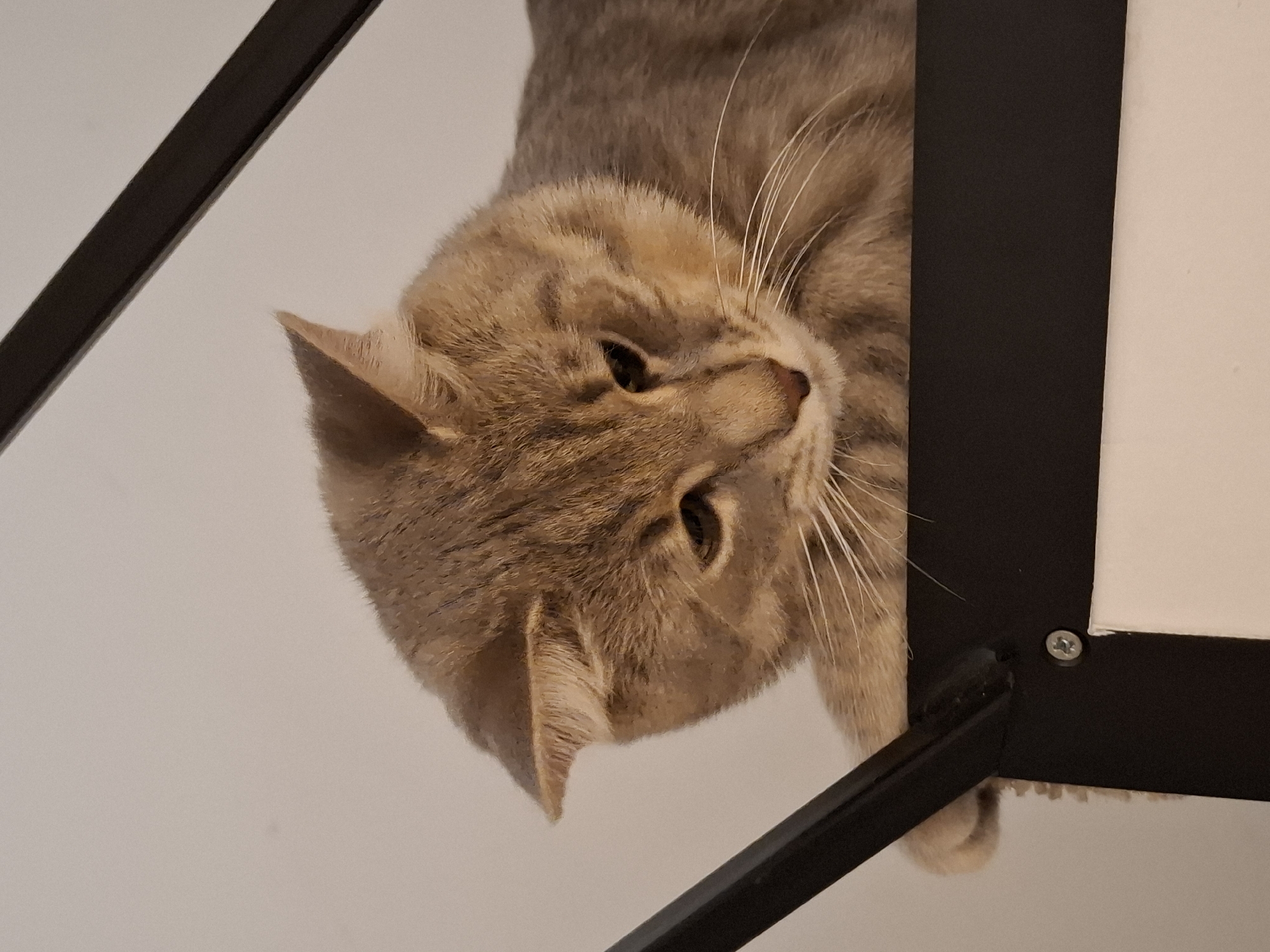 A close-up shot shows a tabby cat with light brown and gray fur resting on a dark metal structure, likely part of a piece of furniture. The cat is facing downwards and to the right, with its head tilted slightly. Its eyes are open but appear to be looking at something below the frame. Long white whiskers are visible against its fur. The background is a plain, light-colored wall. The cat's left paw is visible, resting on the edge of the metal structure. A portion of a cream-colored fabric is also visible beneath the metal frame, suggesting it is an upholstered piece of furniture. The lighting is soft, highlighting the textures of the cat's fur and the metal.