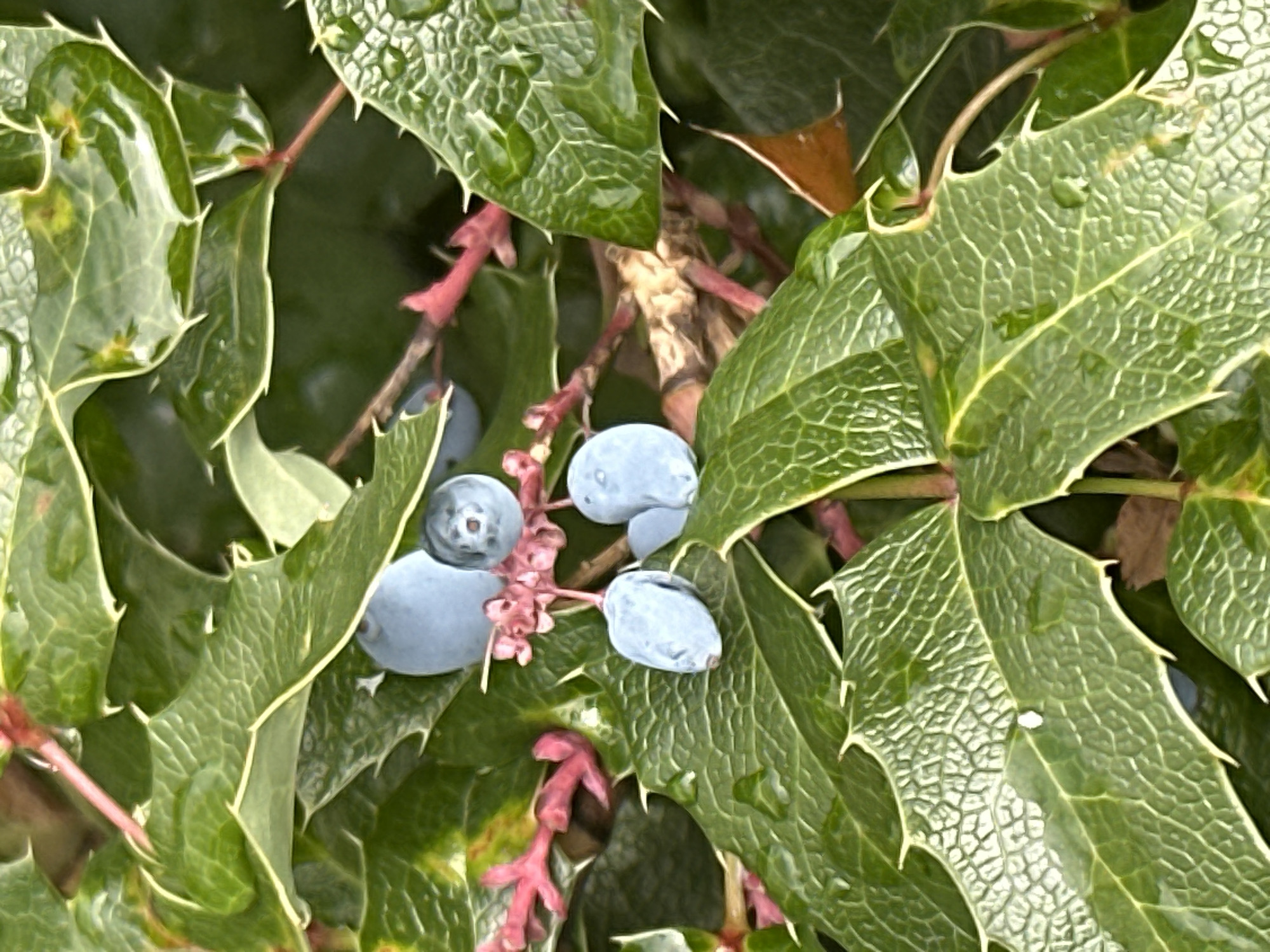 A close-up, eye-level shot captures a cluster of blue berries on a plant with spiky, green leaves, possibly in Podolsk, Russia. The berries, some round and others elongated, hang from thin, reddish stems. Water droplets glisten on the textured surface of the leaves, indicating recent rain or dew. The background is a blur of green and brown, suggesting dense foliage. The lighting is soft and diffused, creating subtle shadows and highlights that accentuate the plant's intricate details. There are no people or animals visible in the image.