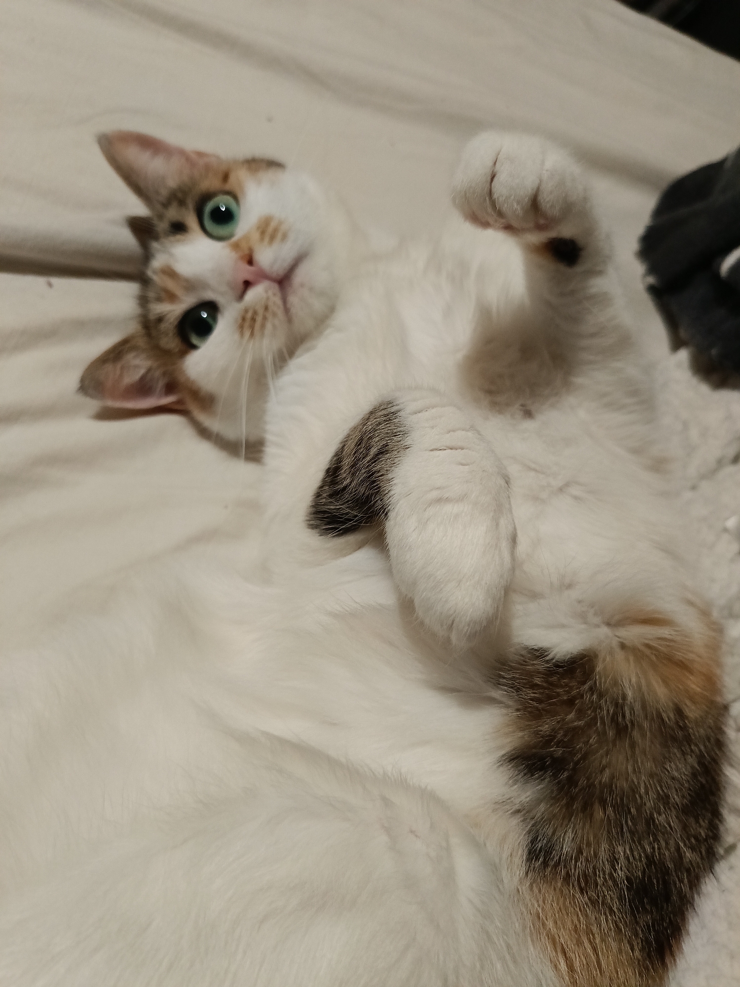 A calico cat lies on its back on a light-colored, textured surface, possibly a bed or sofa. The cat's front paws are raised, and its body is mostly white with patches of brown, black, and orange. Its eyes are open and green, and its gaze is directed upwards and slightly to the left. The cat's tail is visible, exhibiting a mix of brown and black fur. A dark object, potentially a piece of clothing, is partially visible in the upper right corner of the frame. The background is out of focus, but appears to be a soft, neutral surface. There are no people present in the image. The scene is indoors, and there is no indication of the specific location in Varna, Bulgaria.