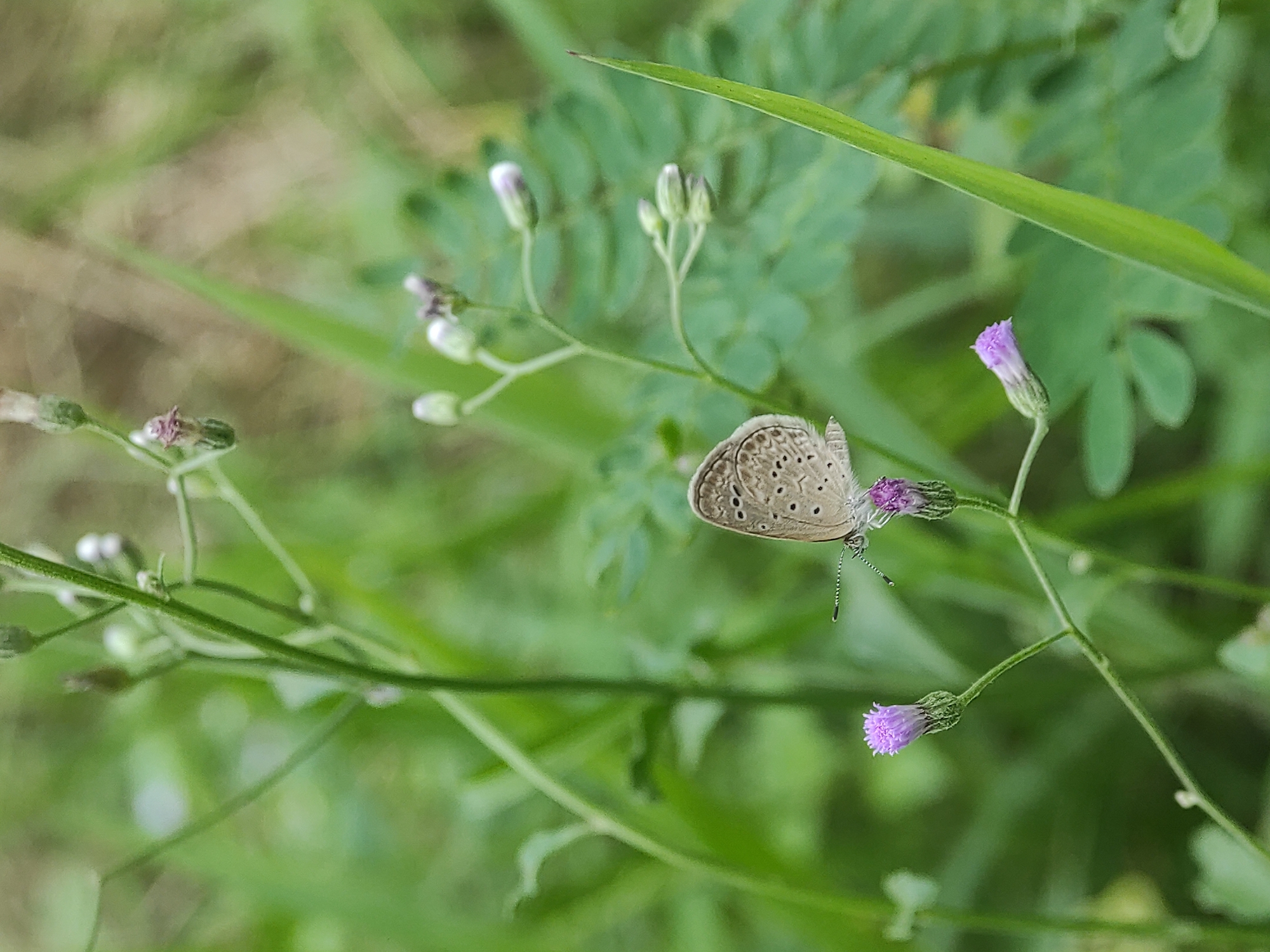 A small, light brown butterfly with dark spots is perched on a flowering plant with purple buds and blooms. The plant has thin, green stems and is surrounded by other greenery, creating a natural, overgrown environment. The location is Lhokseumawe, Indonesia.