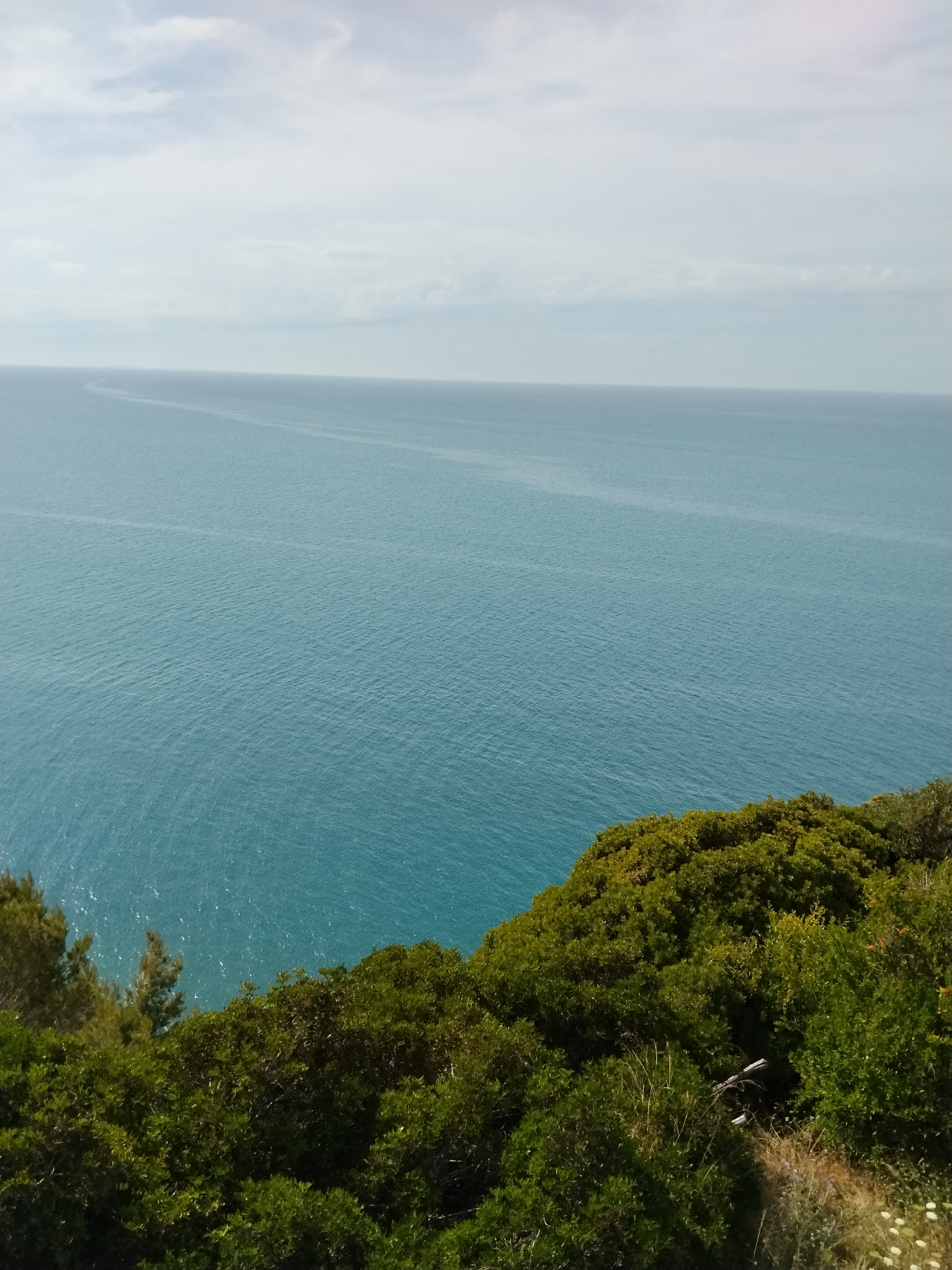 The image displays a panoramic coastal scene near Vico del Gargano, Italy, observed from an elevated perspective. The upper third of the frame reveals a soft, light grey overcast sky with visible, scattered cloud formations. A clear, horizontal horizon line separates the sky from the expansive turquoise-blue sea, which occupies the middle section of the image. The sea surface exhibits fine ripples, suggesting gentle water movement, and is marked by faint, elongated parallel lines, potentially indicative of distant boat wakes or currents. The lower third of the image is dominated by the dense, lush green vegetation of a steep clifftop. This foliage consists primarily of various shrubs and bushes, with some taller coniferous trees discernible on the far left. The ground cover on the slope also includes patches of drier, lighter-colored grasses and small white wildflowers visible in the bottom right corner. A small, dark piece of debris is nestled within the dense bushes in the lower right quadrant. No people or animals are present in the scene.