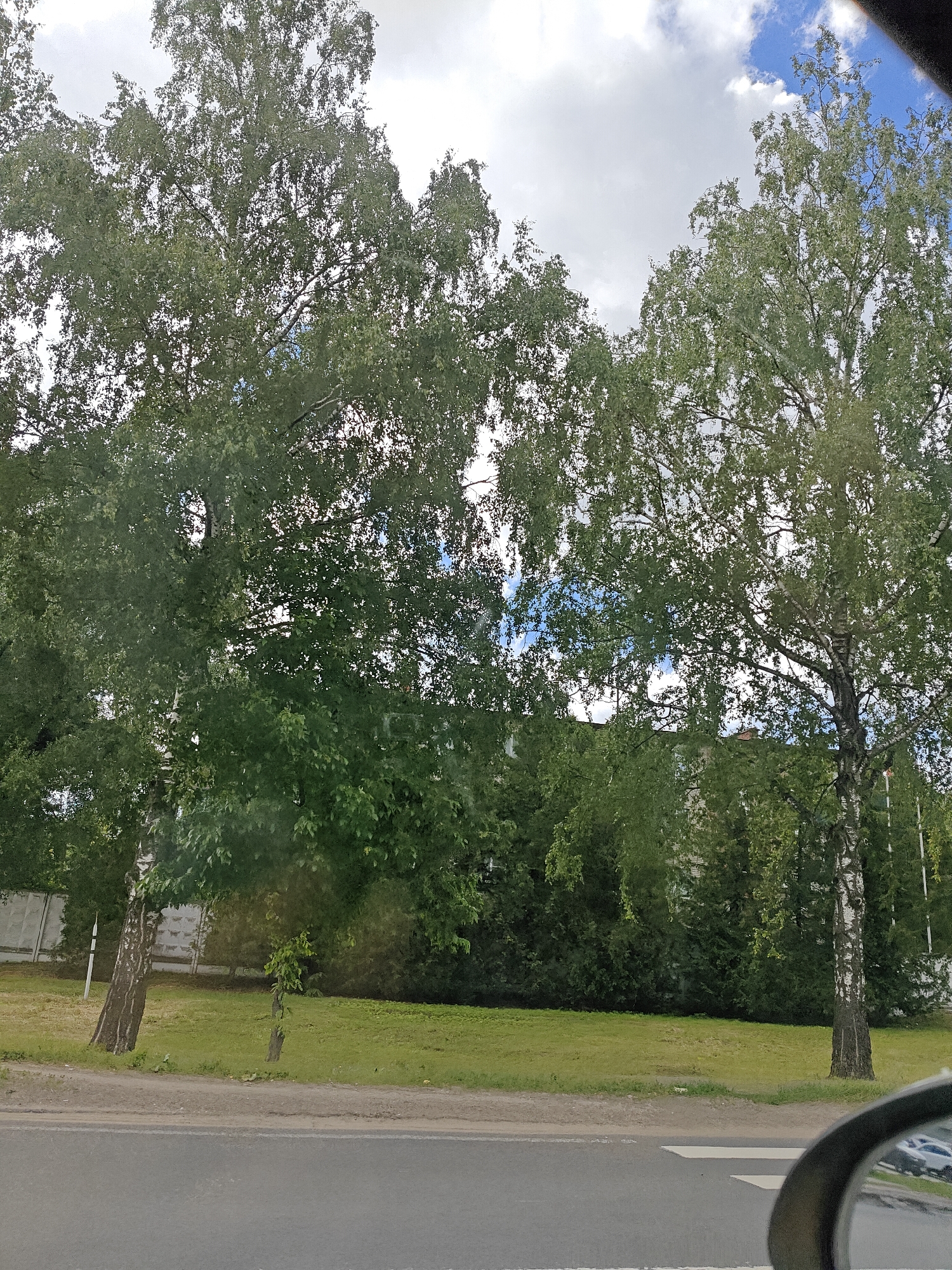 This media file captures a street-level view of a park or roadside area in Pushkino, Russia. The scene is dominated by several large trees, primarily birch trees with their distinctive white, peeling bark, interspersed with dense green foliage. The trees are in full leaf, suggesting a warmer season, likely late spring or summer.
In the background, a light-colored concrete fence runs along the edge of the property, beyond which is a patch of mown grass. Further back, partially obscured by trees and foliage, is a multi-story building, likely an apartment block, with some visible windows. The sky above is a mixture of white, fluffy clouds and patches of bright blue, indicating fair weather with some cloud cover.
In the foreground, a section of asphalt road is visible, with white pedestrian crossing markings painted on it. A portion of a car's side mirror is also visible on the right side of the frame, reflecting other vehicles and the surrounding environment.
The overall impression is a peaceful, everyday scene in a suburban or semi-urban setting in Russia. There are no people or animals visible in the frame, and no text is present. The lighting suggests it is daytime, likely mid-morning to late afternoon, given the brightness of the sky and the contrast in the scene. The presence of the road and pedestrian crossing indicates a public area, possibly bordering a residential or commercial zone.