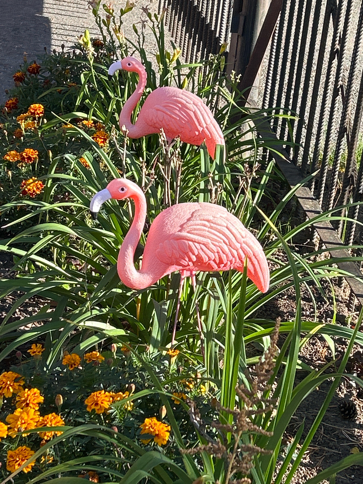 Two pink plastic flamingo lawn ornaments are positioned in a garden bed filled with green foliage and orange marigold flowers. The flamingos are facing different directions, with one slightly behind and above the other. In the background, a dark metal fence runs vertically, casting shadows on the ground. The scene is bathed in bright sunlight, creating sharp contrasts and highlights. The location is not specified as Tomsk, Russia, or any other specific city.