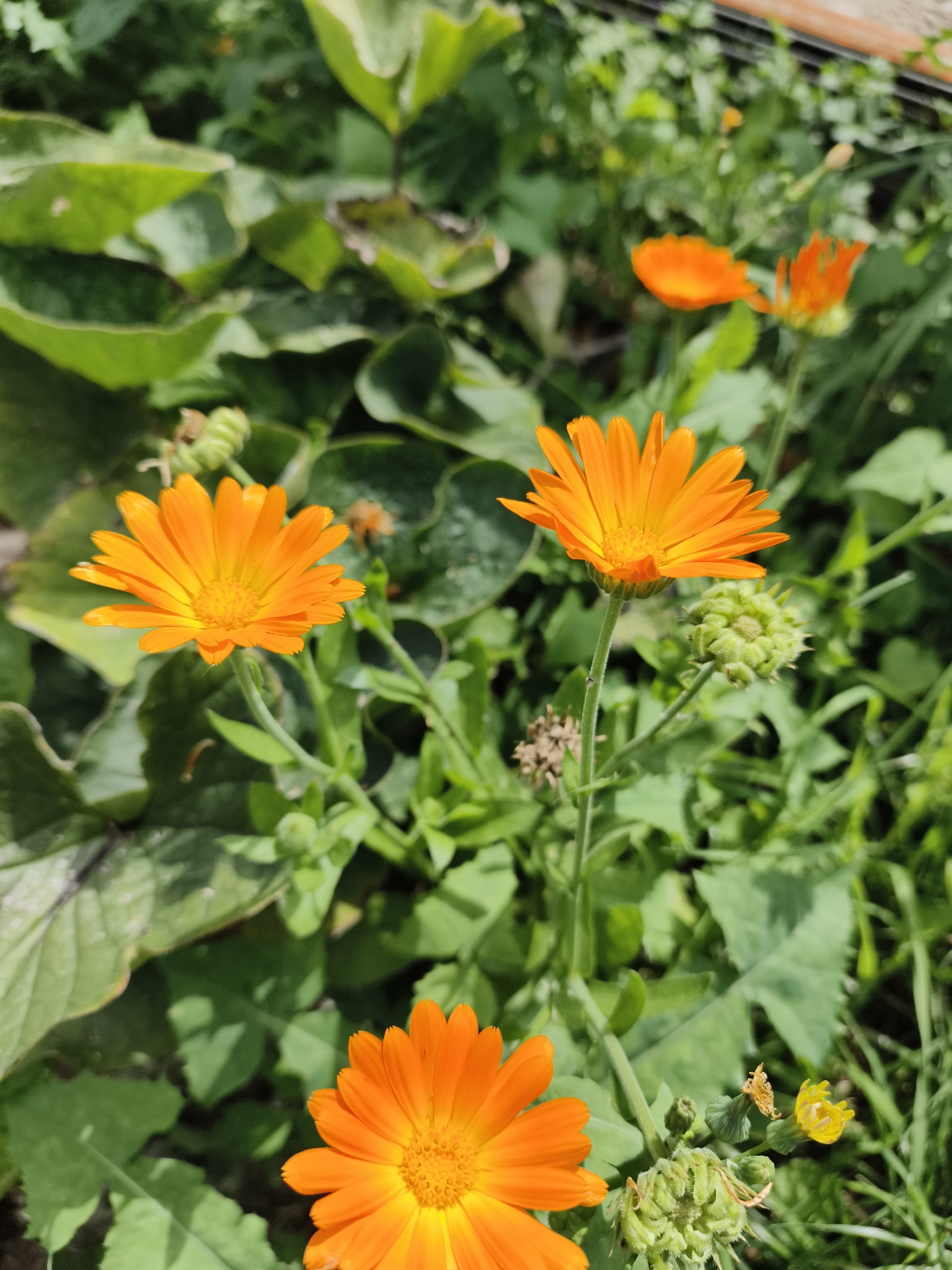 The image shows a close-up view of several bright orange calendula flowers and their buds, surrounded by lush green foliage. In the foreground, two fully bloomed calendula flowers are prominent, their petals radiating outwards. One is in sharp focus on the left, and another is slightly out of focus in the lower right corner. Several green buds, some with developing thorny exteriors, are visible amongst the flowers. In the background, more out-of-focus orange flowers and green leaves create a natural, garden-like setting. The lighting suggests it is daytime, with sunlight illuminating the flowers and casting subtle shadows. The overall impression is one of a vibrant, blooming garden.