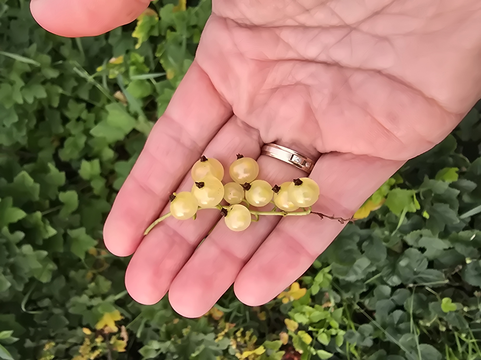 A person's hand, showing some lines and a ring with small diamonds, is held open. On the palm of the hand, a cluster of light yellow berries, likely currants, rests on a thin stem. The berries are round and smooth, with small brown marks at their bases. The hand is positioned in front of a background of blurred green foliage, suggesting an outdoor setting. The image does not provide any specific information or context related to the city of Ермолаево, Russia.