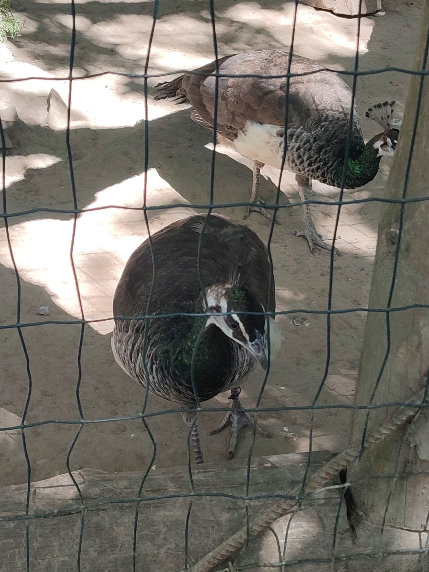 The image shows two peacocks behind a fence. The peacock in the foreground is facing the camera, with its head down. The peacock in the background is facing away from the camera, with its head down. The peacocks are brown and white. The background is a dirt ground with some shadows. The fence is made of metal wires. The scene is likely in a zoo or a park. No specific location in Rivne, Ukraine, is identifiable from the image.