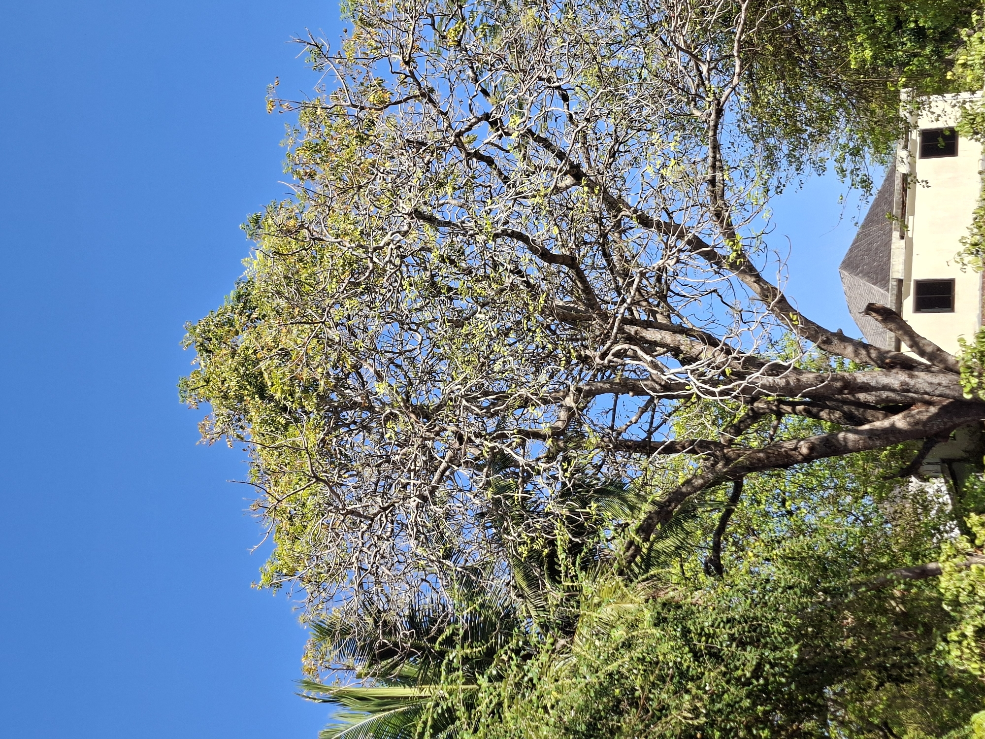 An image taken at a slight upward angle shows a large, old tree with a thick, gnarled trunk and many twisting branches. The tree has sparse, light green leaves, and its branches are a light brown. To the left of this tree, there is a dense green bush with smaller leaves and a palm tree with long, frond-like leaves. In the background, behind the main tree and the foliage, a light-colored building with a dark, sloped roof and two dark square windows is visible. The sky is a clear, bright blue. The scene appears to be an outdoor, possibly tropical, environment, consistent with Kuta Selatan, Indonesia, given the lush vegetation and bright sunlight. There are no people or animals visible in the frame.