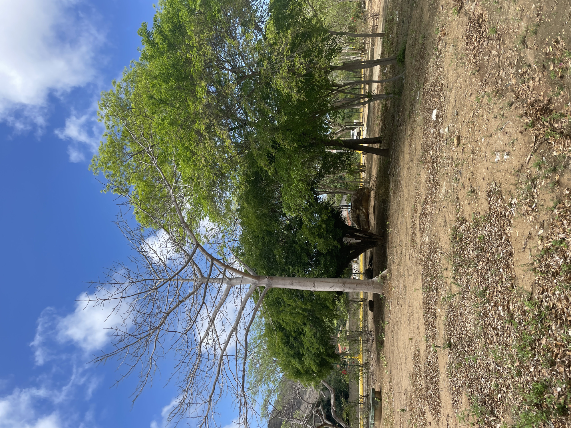 The image depicts a dry, sandy park area in El Valle del Espíritu Santo, Venezuela, under a bright blue sky with scattered white clouds. In the foreground, the ground is covered with dry leaves and sparse green vegetation. A light-colored, bare tree trunk stands prominently in the mid-ground, its branches reaching upwards without foliage. To its right, a lush green tree offers shade. Beyond these trees, a path or road is visible, with a white vehicle parked in the distance. The overall impression is one of a park in a warm, dry climate.