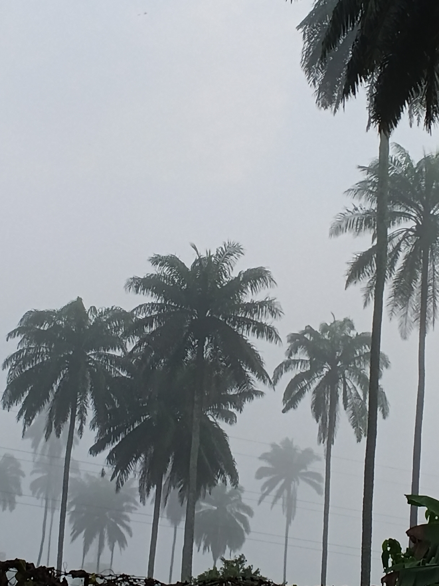 The image shows a cluster of palm trees on a foggy day, with the sky a uniform, hazy gray. The trees are silhouetted against the mist, with their fronds appearing dark and dense. Some of the trees are taller and more prominent, while others are further in the background and less distinct. The overall impression is one of a tropical landscape shrouded in mist, creating a sense of mystery and subdued beauty. There are no people or man-made structures clearly visible, suggesting a natural or rural setting. The image is taken from a low angle, looking up at the palm trees.