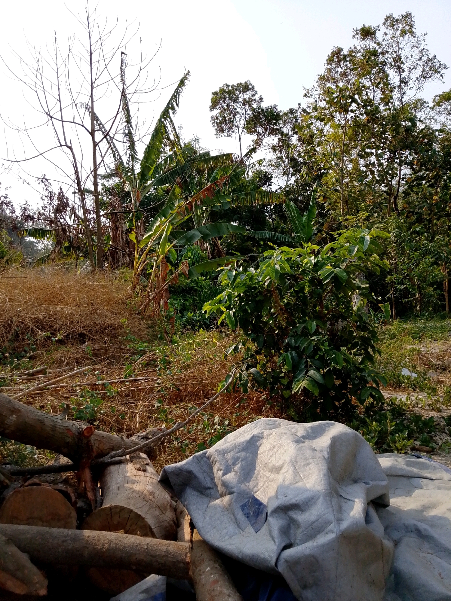 This image depicts an outdoor scene in Plosoklaten, Indonesia, featuring a pile of cut logs and a large, crumpled tarp in the foreground. Behind these objects, the landscape transitions into a dense area of vegetation, including banana trees with large green leaves and other leafy trees. A bare, skeletal tree with thin branches stands prominently to the left of the banana trees, its structure stark against a bright, overcast sky. The ground is covered with dry, brown brush and scattered green foliage, suggesting a somewhat unkempt or rural environment. The overall impression is of a natural or semi-natural setting, possibly on the outskirts of a settlement.