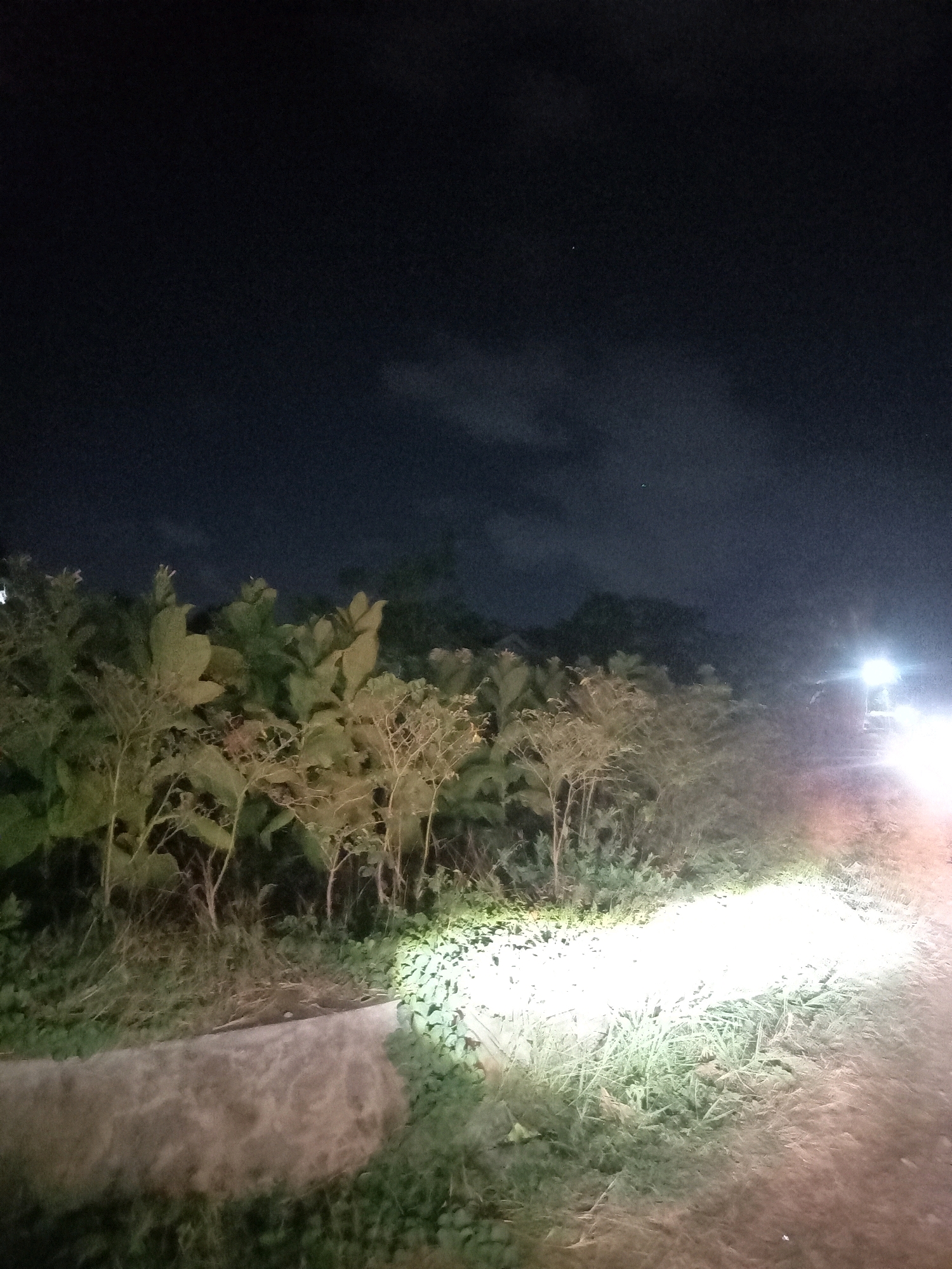 A dimly lit, outdoor scene captures a dirt road at night in Tentenan Barat, Indonesia. The road is illuminated by bright headlights from an unseen vehicle, casting a strong glow on the foreground and to the right. To the left of the road, dense vegetation, including trees with large leaves and thinner, branched plants, lines the area. A concrete edge is visible along the left side of the road, bordering the grassy and plant-covered ground. The sky above is dark, with faint clouds visible. No people are present in the frame.