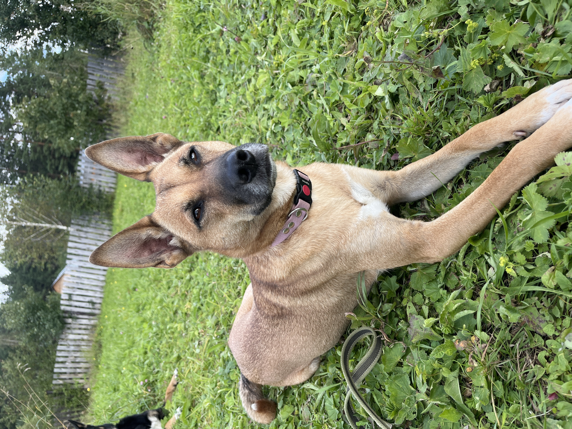 A tan dog with erect ears and a pink collar is lying on a grassy area. A green and black leash is coiled near the dog. In the background, there is a wooden fence and trees. The scene appears to be outdoors.