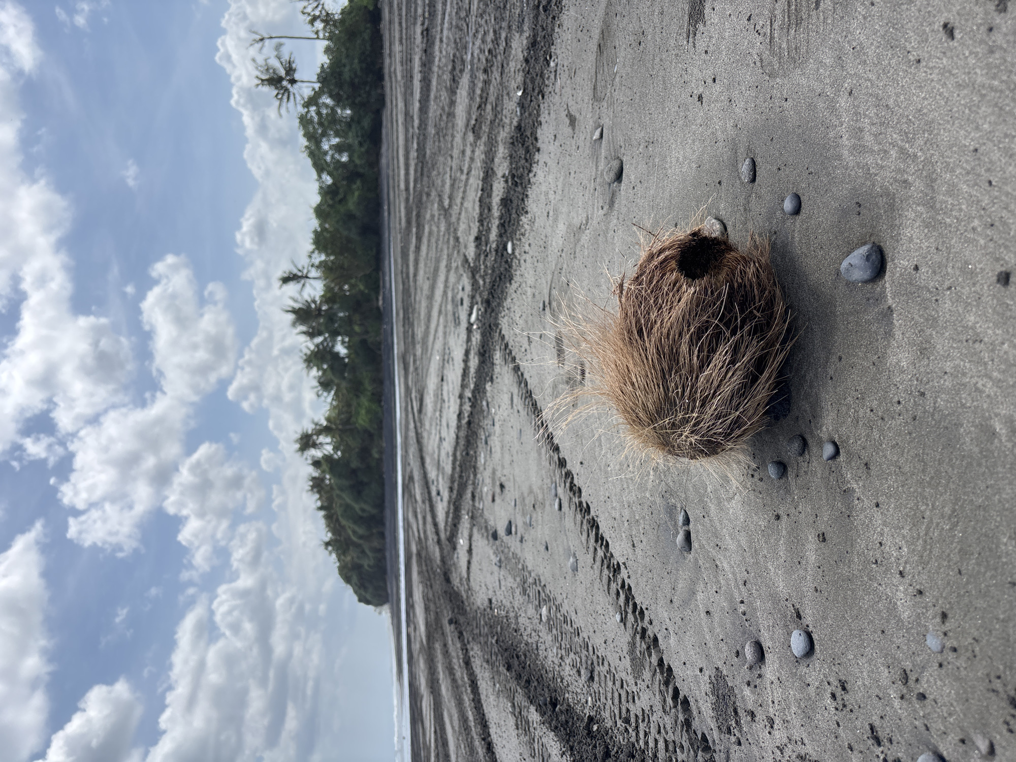 The image shows a scene at a black sand beach in Kerambitan, Indonesia. In the foreground, a discarded coconut husk lies on the sand, surrounded by small pebbles. Tire tracks are visible in the sand, leading towards a line of trees and vegetation in the background. Above, a cloudy sky is visible. No people are present in the image.