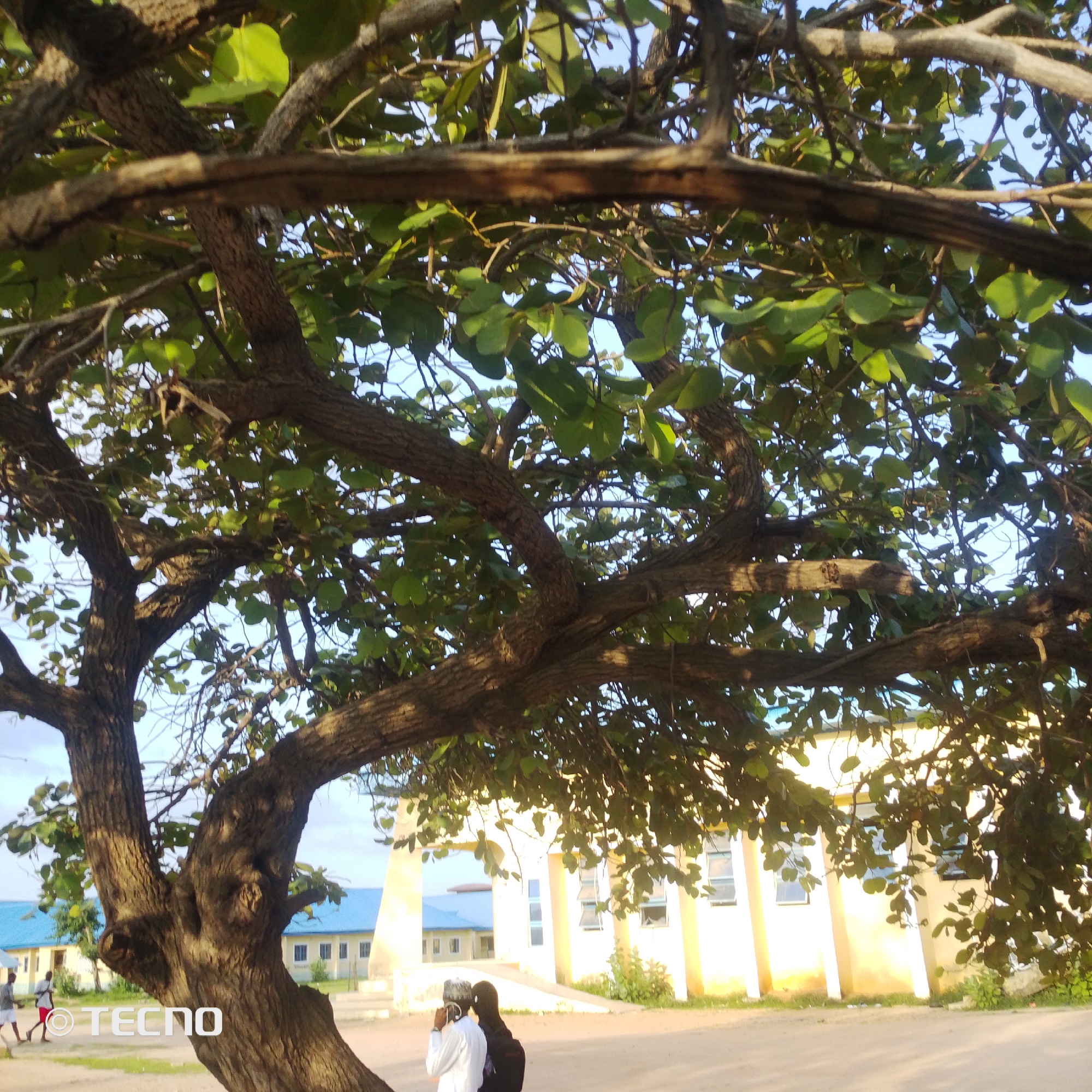 The image depicts an outdoor scene, possibly a school or institutional campus, in Jalingo, Nigeria. In the foreground, the gnarled branches and textured bark of a mature tree dominate the frame, with its green leaves creating a dappled canopy against a bright blue sky. The tree's trunk is thick and has a rough, ridged surface.
In the mid-ground, two individuals are visible. One, wearing a white robe and a cap, appears to be looking at their phone. Next to them, another person in a dark garment, possibly a backpack, stands partially obscured. Further in the background, a light-colored building with a blue roof is situated. The building has multiple windows and appears to be an educational or administrative facility. A second building, similar in style, is also present, indicating a larger complex. The ground surface is a light-colored, dusty or sandy material, suggesting an outdoor pathway or courtyard. A watermark reading "TECNO" is visible on the lower left portion of the image. The lighting suggests it is daytime, likely late afternoon due to the warm, angled sunlight casting shadows.