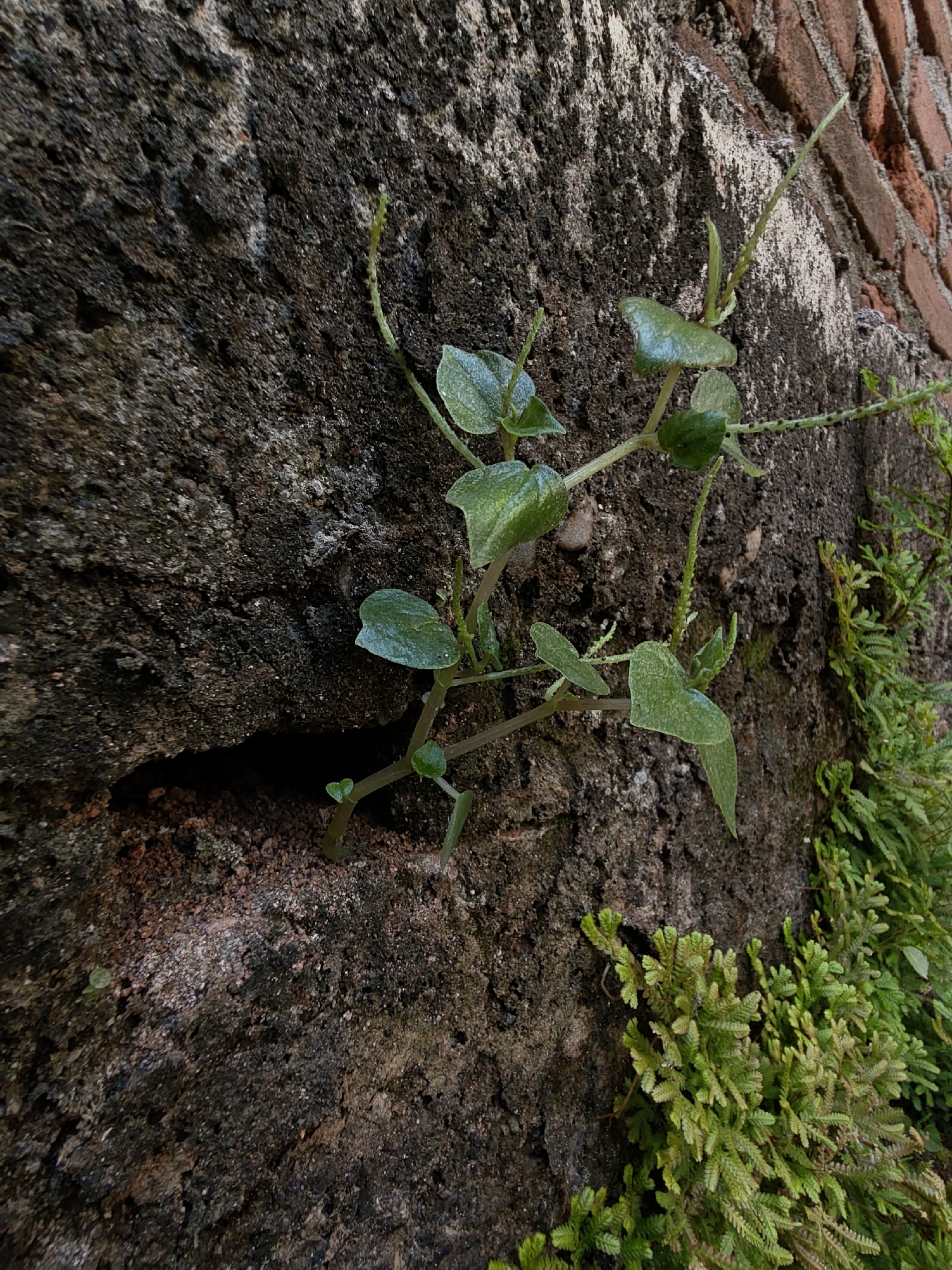 A close-up, eye-level shot captures a section of a rough, weathered, dark gray concrete wall. A narrow, dark crevice is visible on the left side of the wall, showing loose soil and pebbles. A thin, green vine with small, rounded leaves is growing out of this crevice and across the wall's surface. To the right of the vine, a cluster of small, bright green, moss-like plants clings to the wall, some extending over the edge. The upper right portion of the image reveals a weathered brick wall, adding a contrasting texture and color to the scene. No people or animals are present. The lighting suggests an outdoor environment, likely during the day.