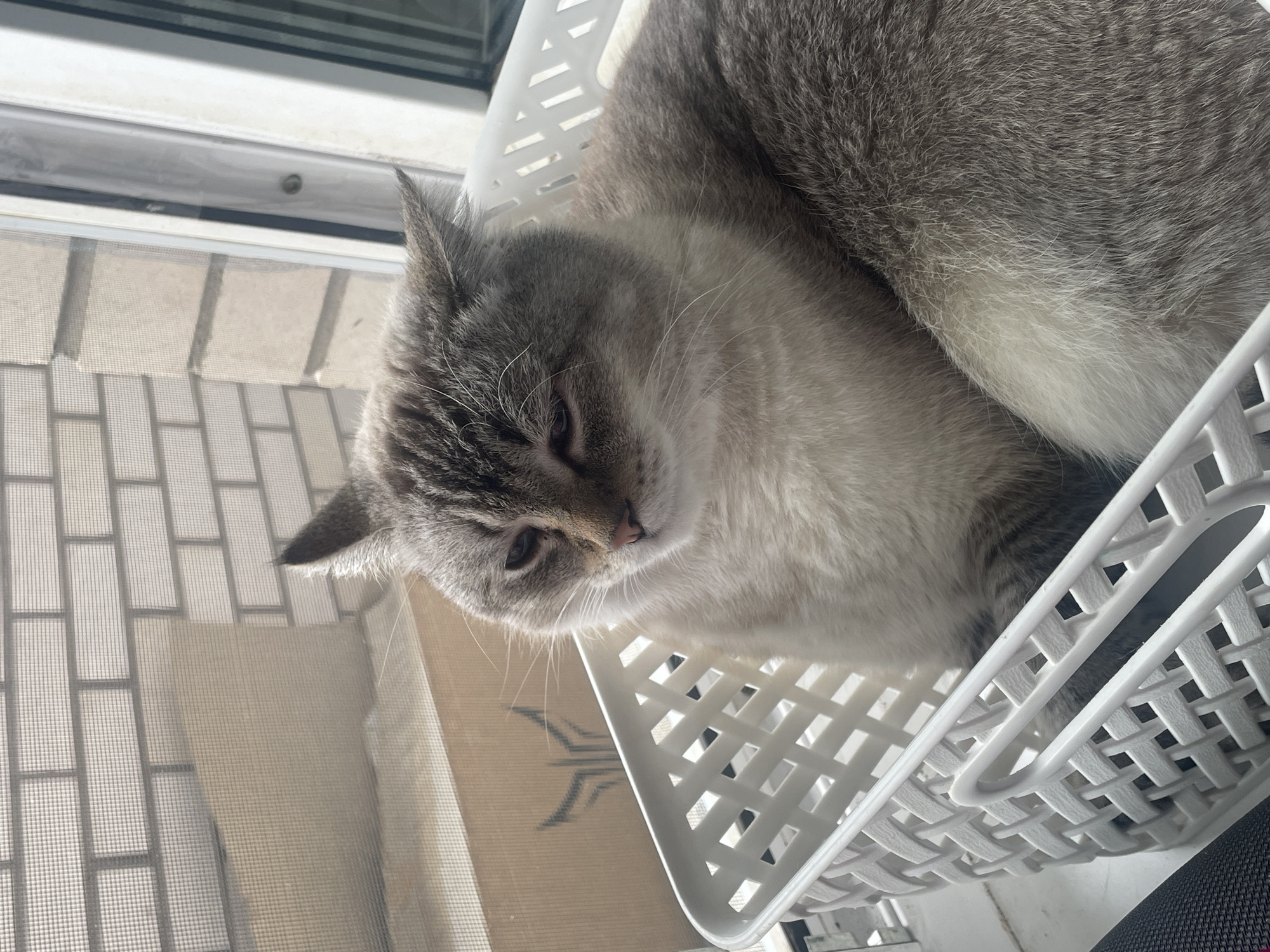 The image shows a domestic cat, likely of a Siamese or similar breed, resting in a white plastic basket. The cat has light-colored fur with darker tabby markings on its face, ears, and body. Its eyes are partially closed, giving it a sleepy or relaxed appearance. The basket is positioned near a window, with a view of a brick wall and a screen through the window. The lighting suggests it is daytime, with sunlight coming from the window. No specific details about Votkinsk, Russia are present in the image itself.