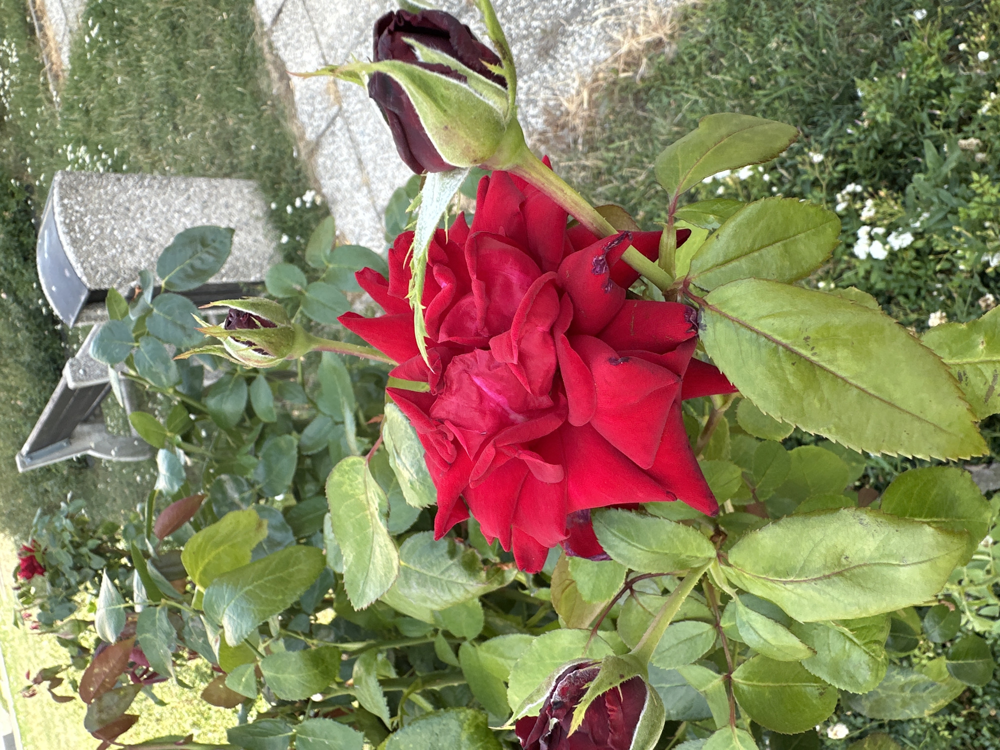 This is a close-up photograph of a red rose bush with several blossoms and buds. The main focus is a large, fully opened red rose in the center of the frame. To the left and right of the main rose are two tightly closed buds, one appearing darker red and the other a reddish-purple. The rose bush has numerous green leaves, some showing signs of browning or discoloration. In the background, a gray, speckled trash receptacle and a portion of a park bench are visible, along with a paved walkway and a grassy area with small white flowers. The overall impression is that of a well-maintained garden area, likely in a public space such as a park. The location is specified as Galanta, Slovakia. No people are present in the image.