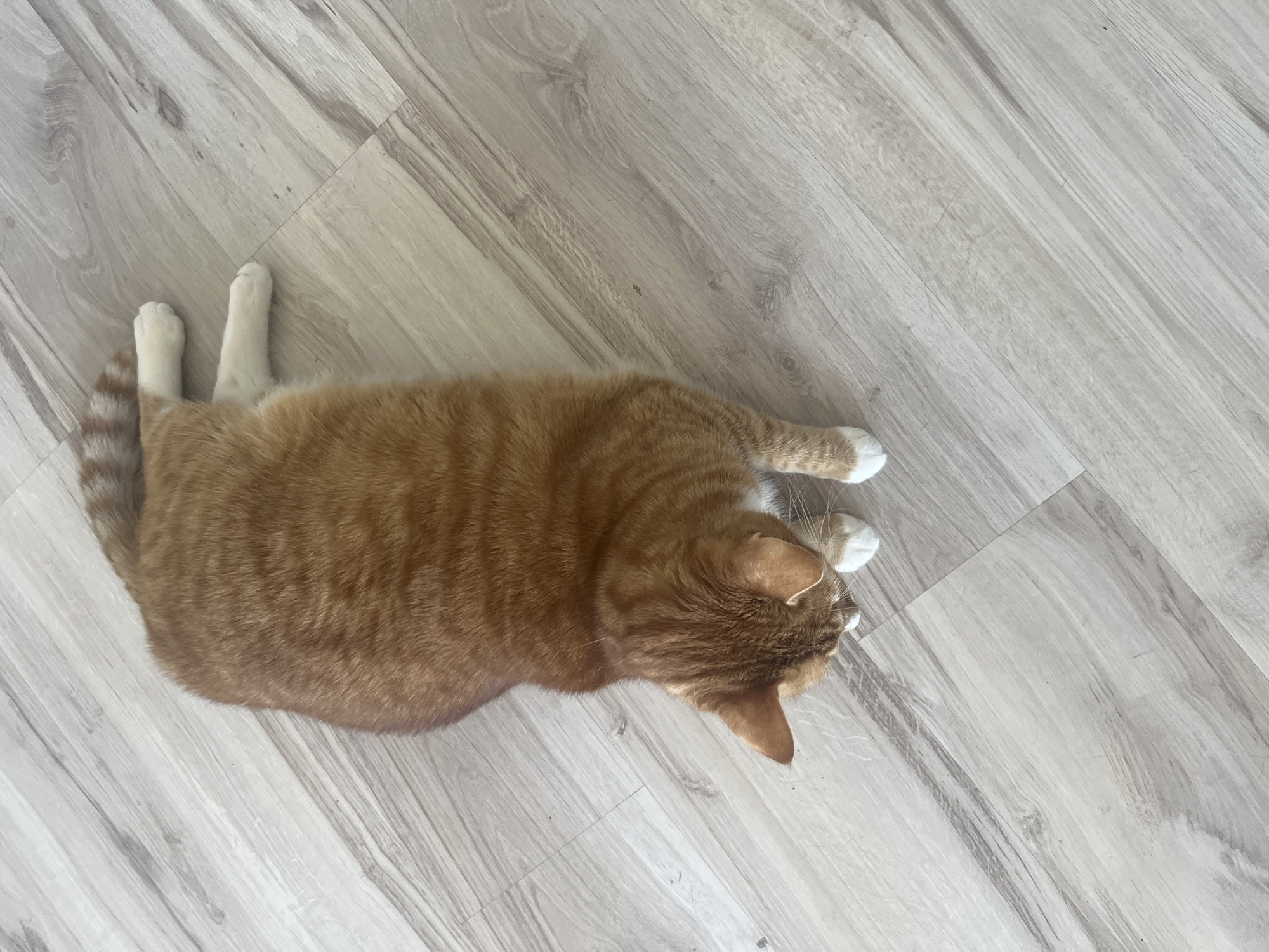 A ginger and white cat is lying on its side on a light-colored wooden floor. The cat's body is oriented diagonally from the upper left to the lower right of the frame. The cat's head is turned to the left, and its paws are extended. Its fur is striped with darker orange. The floor has a wood grain pattern with alternating light and dark planks. This image was taken indoors, and there is no information about its specific location in Zabrze, Poland.
