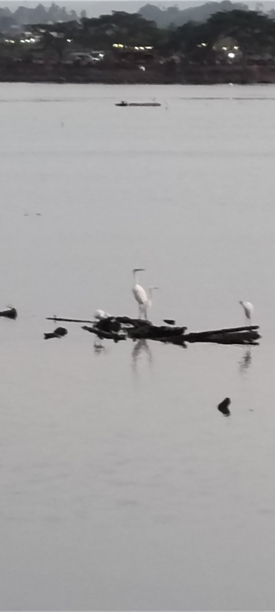 A wide shot captures a body of water in Lhokseumawe, Indonesia, likely a river or bay. In the foreground, several white egrets stand on a collection of submerged logs and debris. One egret is perched upright on a larger log, while two others are closer to the water's surface, one appearing to be in the process of stepping onto the logs. The water is calm and reflects the egrets and the logs. In the background, a blurred shoreline is visible with trees and lights, suggesting the presence of a town or city. A small, dark boat is also visible in the middle distance. The overall atmosphere is serene and natural.