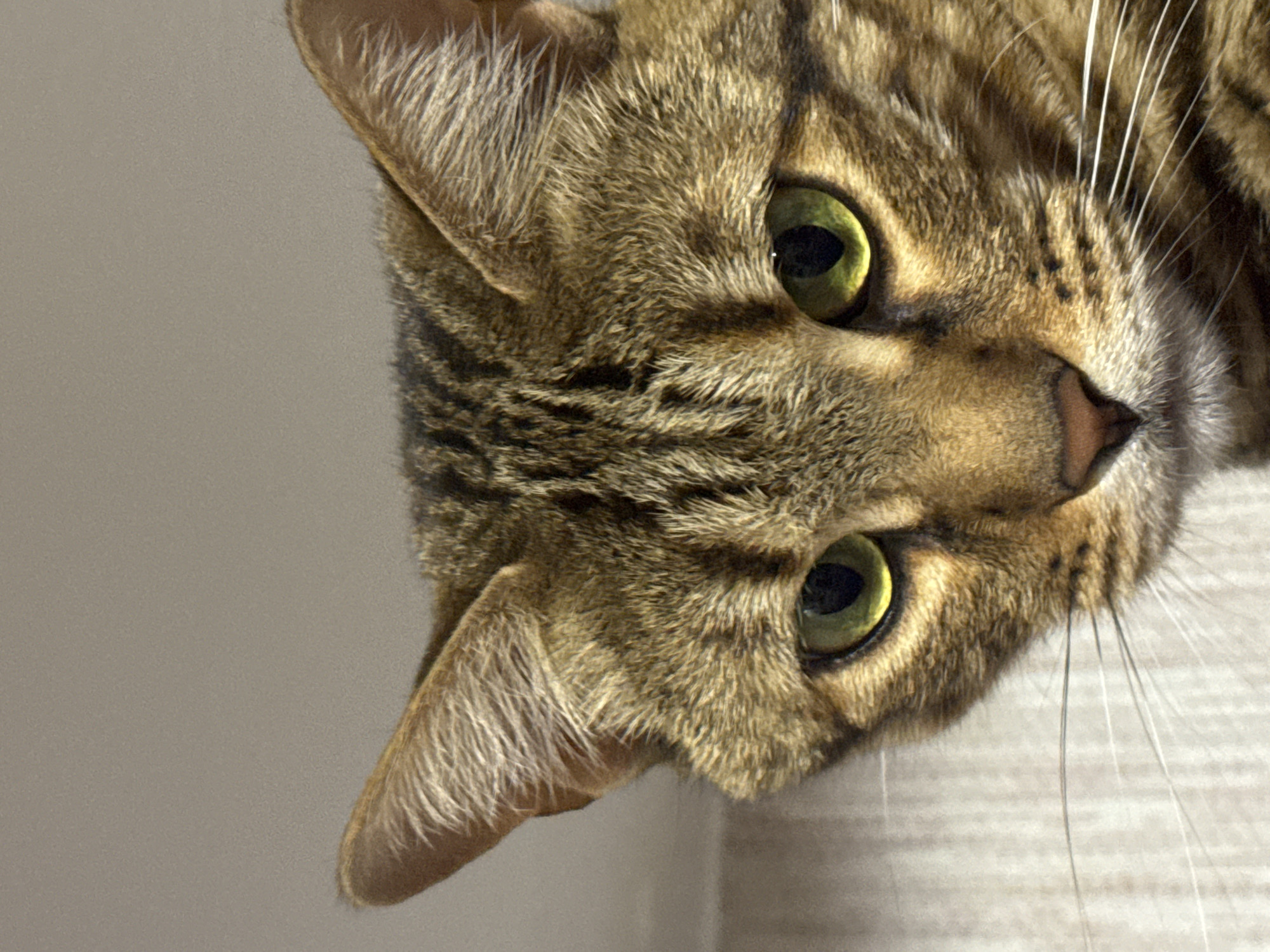 A close-up, head-shot of a brown tabby cat is presented at an angle. The cat faces the camera with its head tilted to the right. The cat's fur is a mix of brown, tan, and black stripes. The cat has green eyes and white whiskers. The background is a gradient of grey. The picture provides no indication that the location is in Votkinsk, Russia.