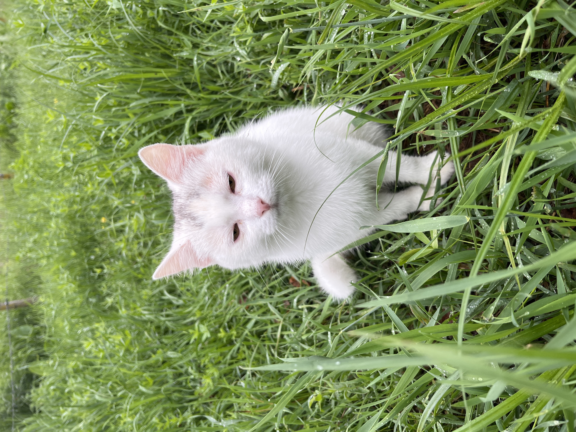 A white cat with light grey markings on its head and tail sits in tall, green grass. The grass is wet, with visible droplets of water on the blades. The cat is facing the camera, with its eyes partially closed and its ears perked forward. The background is filled with more of the wet grass, and a wooden fence post is visible in the upper left corner.