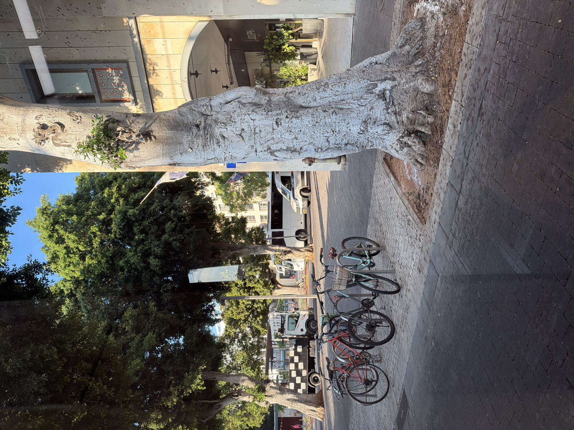 The image depicts a street scene in Tel-Aviv, Israel, with a prominent large tree trunk in the foreground. Several bicycles are parked on a paved area to the left of the tree. In the background, there is a white bus, a truck with a checkered pattern on its side, and a building with an arched entrance and windows. Green trees line the street, and the sky is blue with sunlight casting shadows. The scene appears to be a public space, possibly a pedestrian area or sidewalk adjacent to a street.