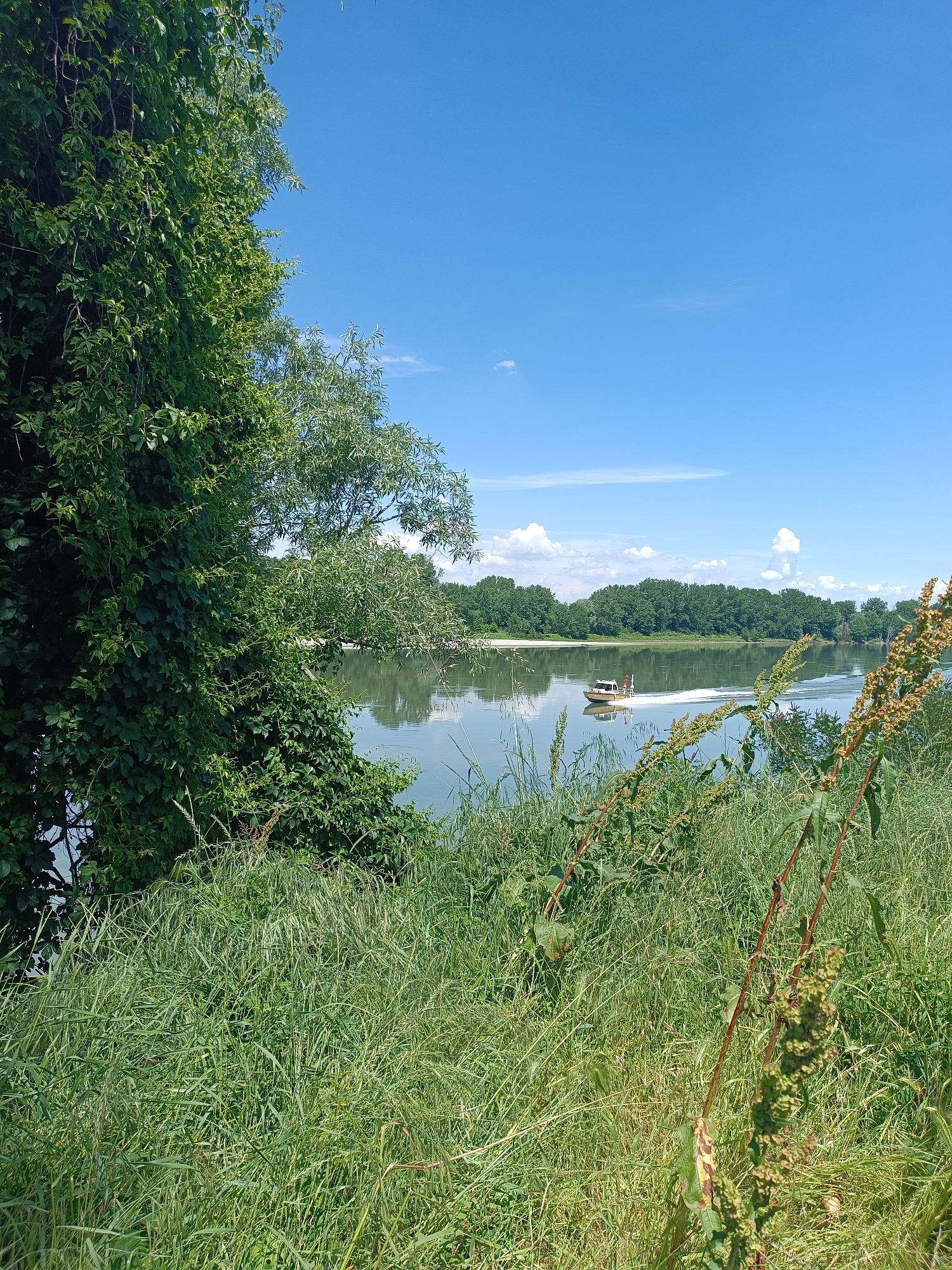 The image depicts a tranquil riverside scene near Brescello, Italy. A motorboat is traveling along the calm water, leaving a trail of wake behind it. The riverbanks are lush with green vegetation, including tall grass and leafy trees, some covered in vines. The sky above is blue with scattered white clouds. The overall scene suggests a peaceful, sunny day in the Italian countryside.