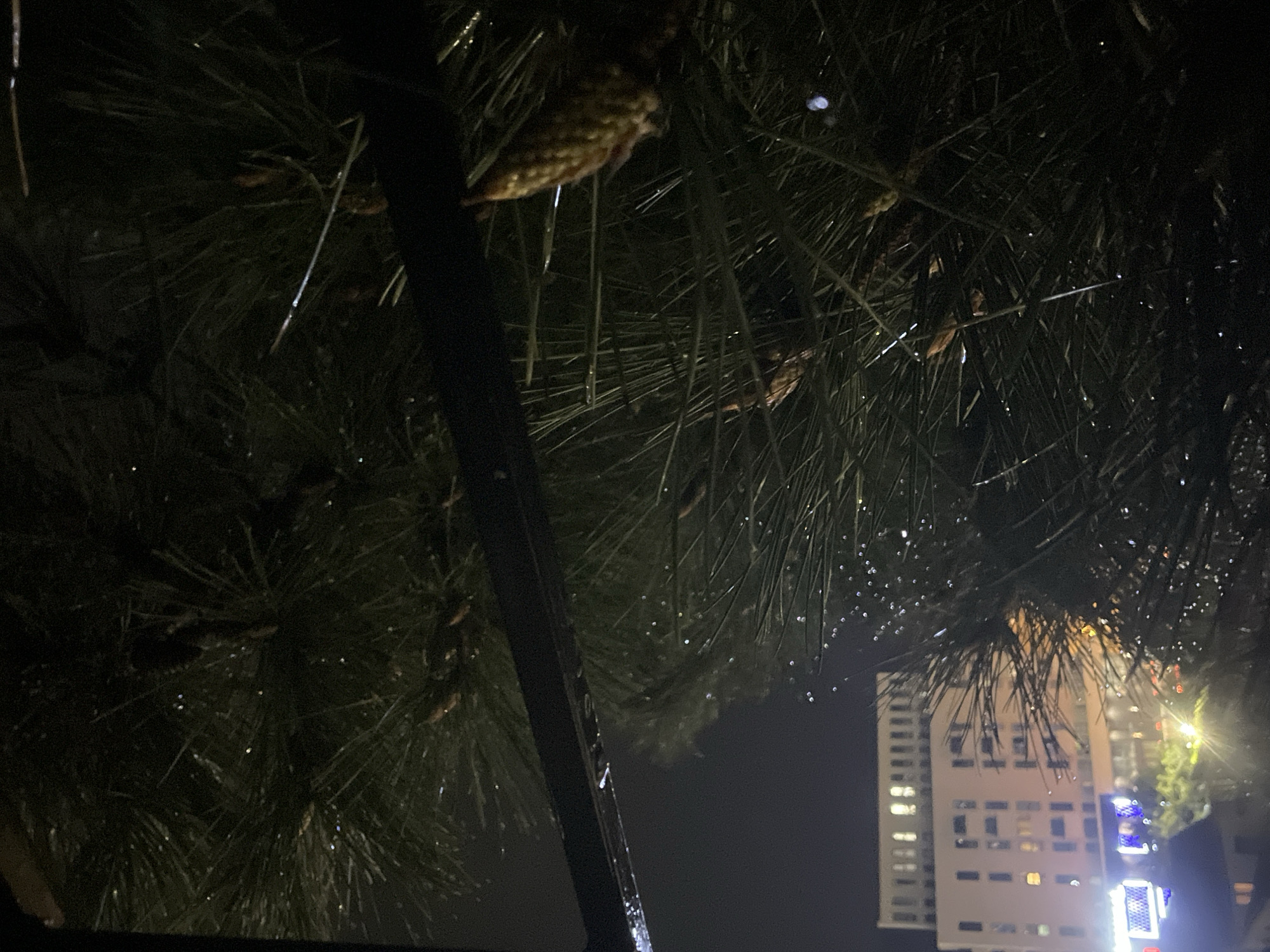 The image depicts an urban night scene in Budva, Montenegro, observed from an elevated perspective, likely a balcony or window. The foreground is dominated by the dense, dark green needles of a pine tree branch, visibly covered with numerous reflective water droplets, indicating recent precipitation. Several small, immature pine cones or buds are present on the branch. A dark, horizontal structural element, possibly a railing or frame, traverses the upper-middle portion of the view. In the mid-ground, a multi-story, light-colored building with numerous windows is visible, several of which are illuminated on its upper floors. Below this building, various artificial light sources from streetlights or establishments cast glows, contributing to the ambient illumination of the dark night environment. No individuals are discernible within the scene.