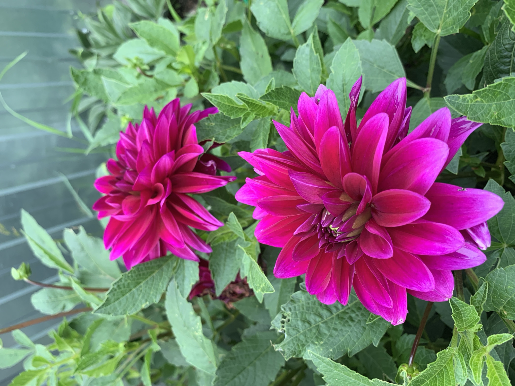 Two bright magenta dahlias are in full bloom, with their layers of petals facing the viewer. The dahlias are surrounded by abundant green foliage. The background is out of focus and appears to be a greenhouse with translucent panes. There are no people or animals visible in the image. The scene is located in the village of Stolbishche, Russia.