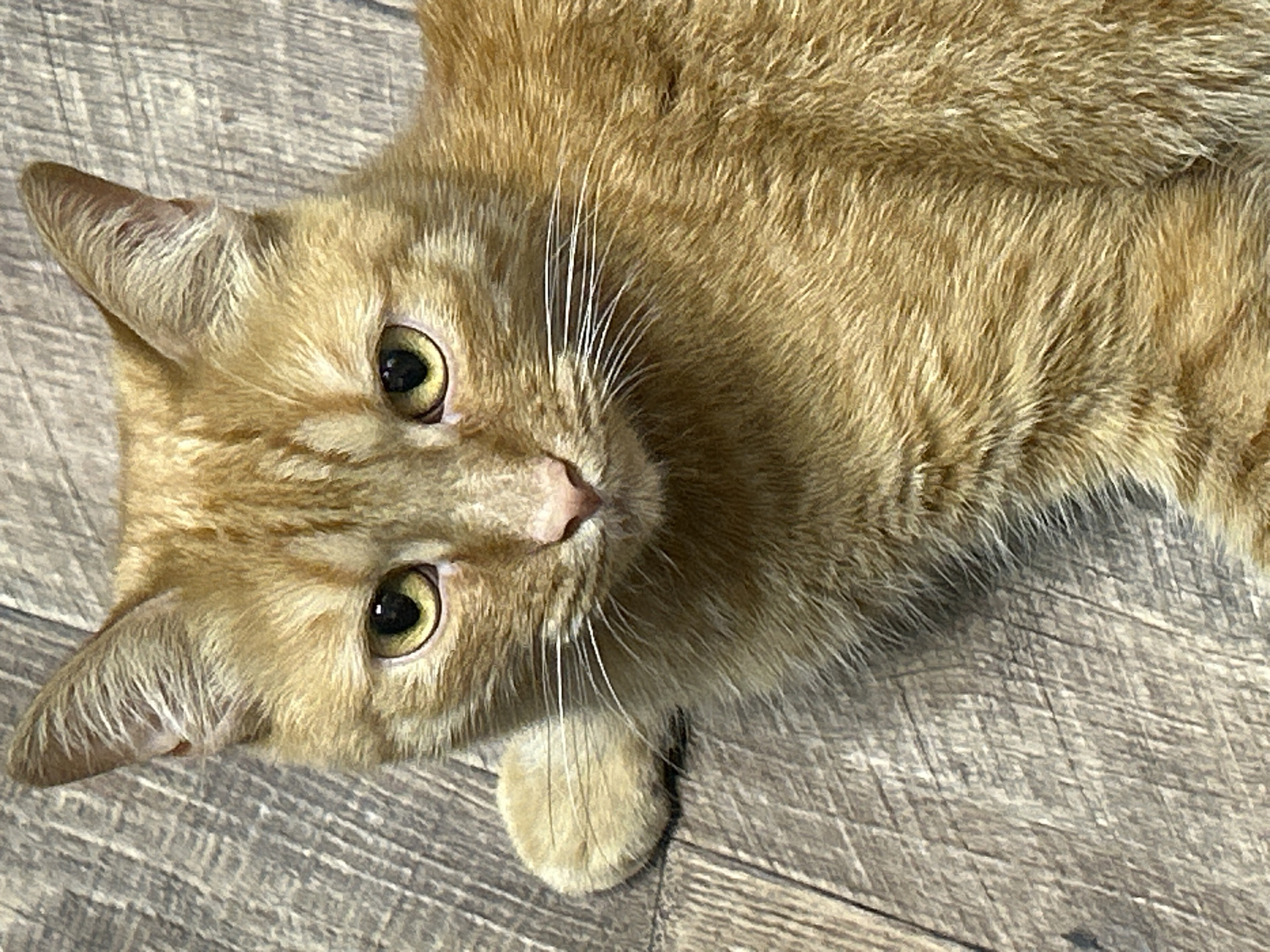 An orange tabby cat lies on a wooden floor. The cat is in the foreground, with its face and front paws visible. The floorboards are a light brown color with a visible wood grain pattern. The lighting is natural and casts soft shadows. The cat's fur is short and a warm orange hue, with darker stripes on its head and body. Its eyes are a striking yellow-green. The cat appears relaxed and is looking directly at the camera.