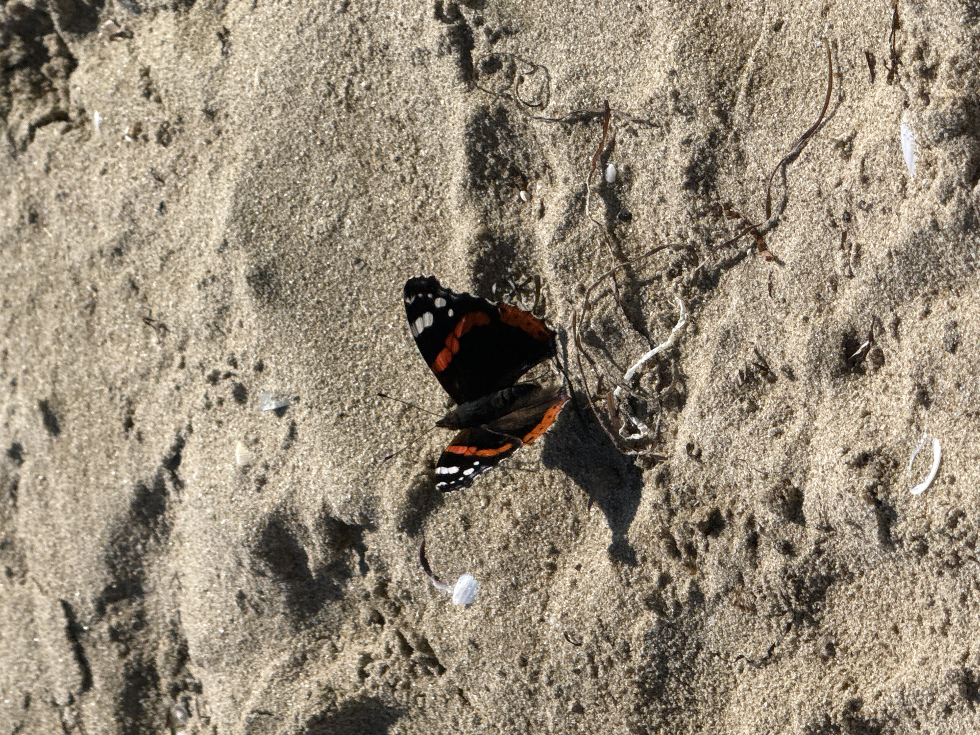 A Red Admiral butterfly rests on light brown sand near the coast of Sozopol, Bulgaria. The butterfly, with its black wings marked by bands of orange and white, is positioned in the lower right quadrant of the frame, facing left. The sand is uneven, with small pebbles and bits of dried seaweed scattered across its surface. A small, white shell fragment is visible to the left of the butterfly, and a delicate, white object, possibly a piece of foam or a jellyfish tentacle, lies near it. The lighting suggests a sunny day, casting subtle shadows on the sand. The overall scene depicts a tranquil moment in a natural coastal environment.