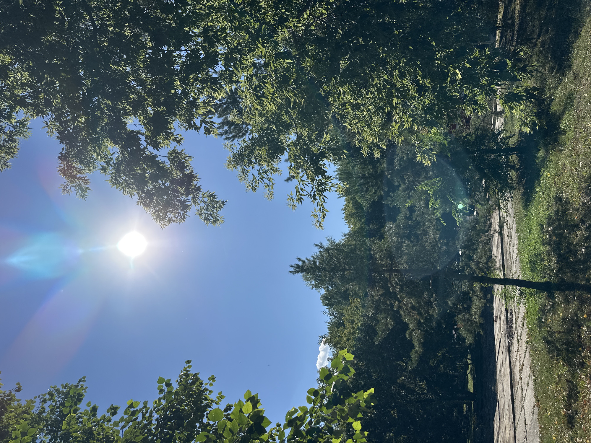 The image captures a bright, sunny day with a clear blue sky in Kokshetau, Kazakhstan. The sun is high in the sky, creating a lens flare that casts a bright glow. Lush green trees frame the scene, with their leaves illuminated by the sunlight. In the background, a dense forest stretches across a gentle slope. A paved area, possibly a walkway or road, is visible in the mid-ground, with some patches of dry grass and fallen leaves. The overall impression is one of a natural, outdoor setting on a beautiful summer day. There are no people or specific landmarks that would help identify a precise location within Kokshetau.
