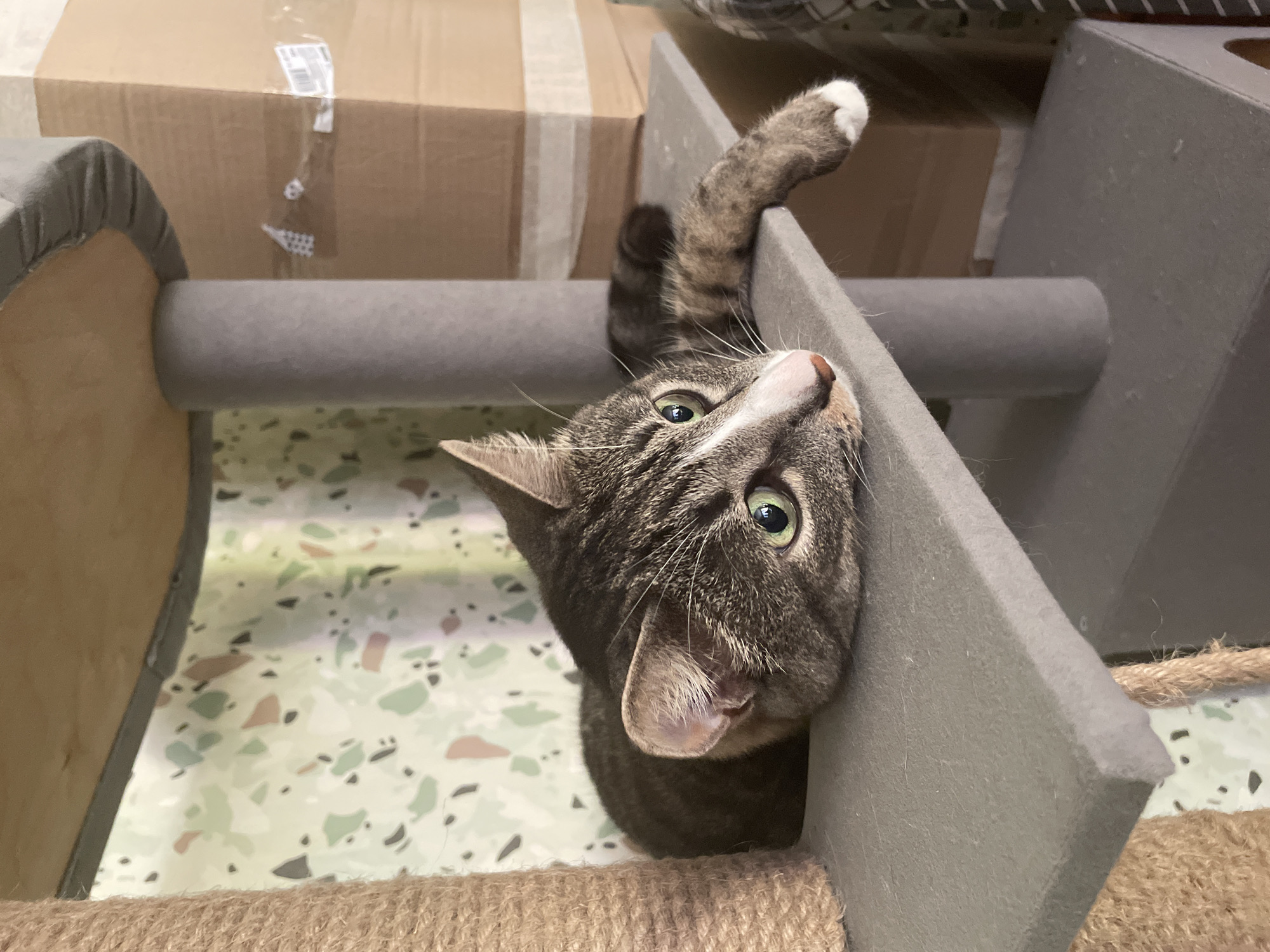 A close-up, eye-level, horizontal shot shows a tabby cat lying on a gray shelf of a cat tree. The cat is facing left, with its head resting on the shelf and its body extending to the right. The cat has green eyes, white markings on its face and paws, and a striped tail. Behind the cat, a patterned curtain with green, pink, and black shapes is visible, along with stacked cardboard boxes. The cat tree also features a sisal rope scratching post on the left side of the image. The scene is well-lit, with the primary light source appearing to be from the front and slightly to the left, casting subtle shadows.