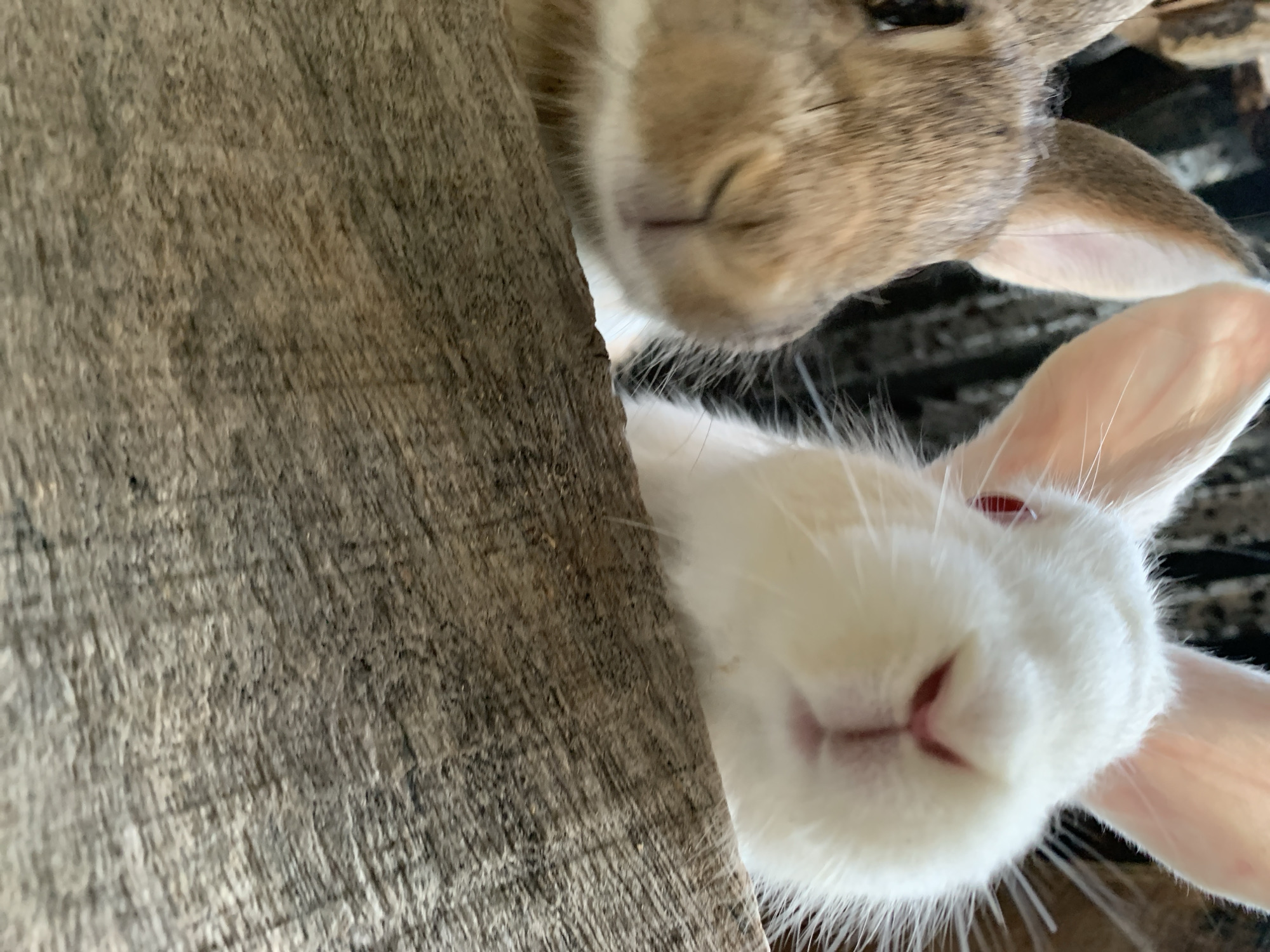 The image shows a close-up of two rabbits, one brown and one white, peering over a wooden surface. The rabbits' noses and ears are prominently featured. The background is dark and out of focus, with some hints of what might be a natural environment. The image does not provide any information about the location in the city of Jos, Nigeria, or any other geographical context.