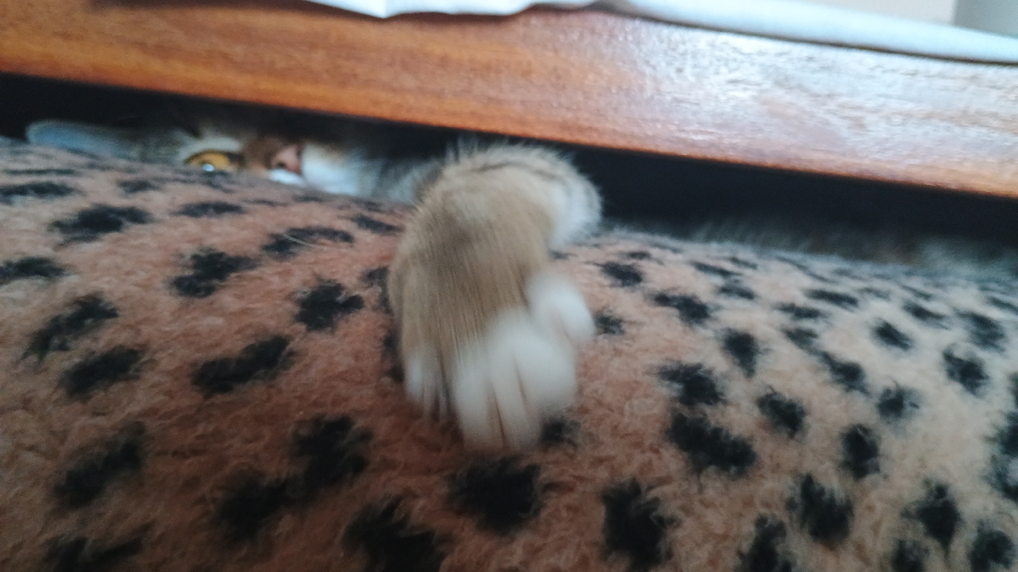 A feline animal, partially obscured by a wooden surface and resting on a leopard-print fabric, is depicted. The animal's head is visible, with one eye and part of its nose showing. A paw, with white tips, extends into the foreground. The background is dark and out of focus. No specific location in Sokolov, Czechia is identifiable from the image.