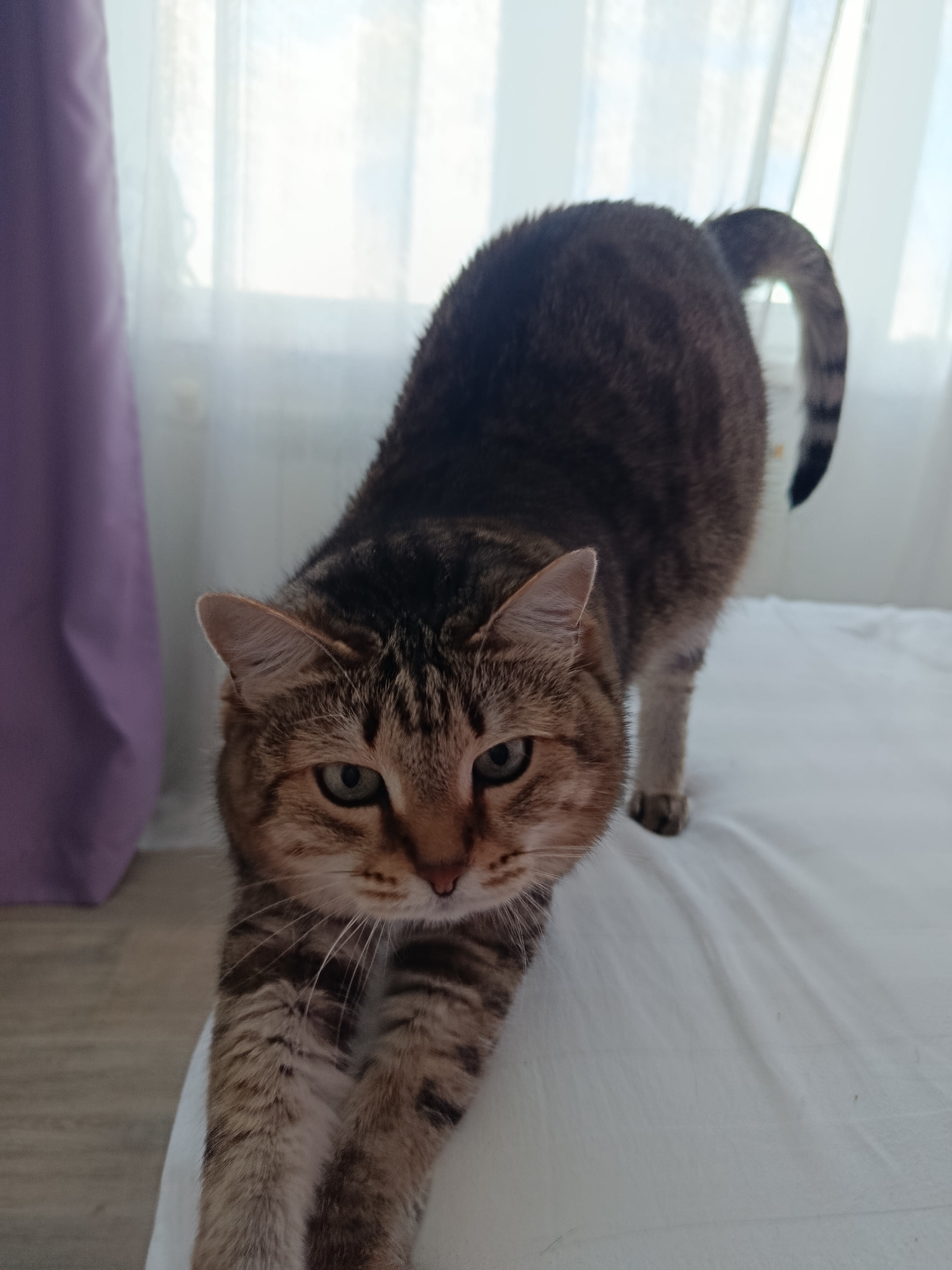 A brown and black tabby cat is stretching on a white surface in a room. The cat's body is extended with its front legs reaching forward. The cat's face is looking towards the camera with its eyes open. The background shows a blurred window with white curtains and a hint of a purple curtain on the left. The floor appears to be wooden. The image does not contain any information to determine its location in Verkhnyaya Salda, Russia.