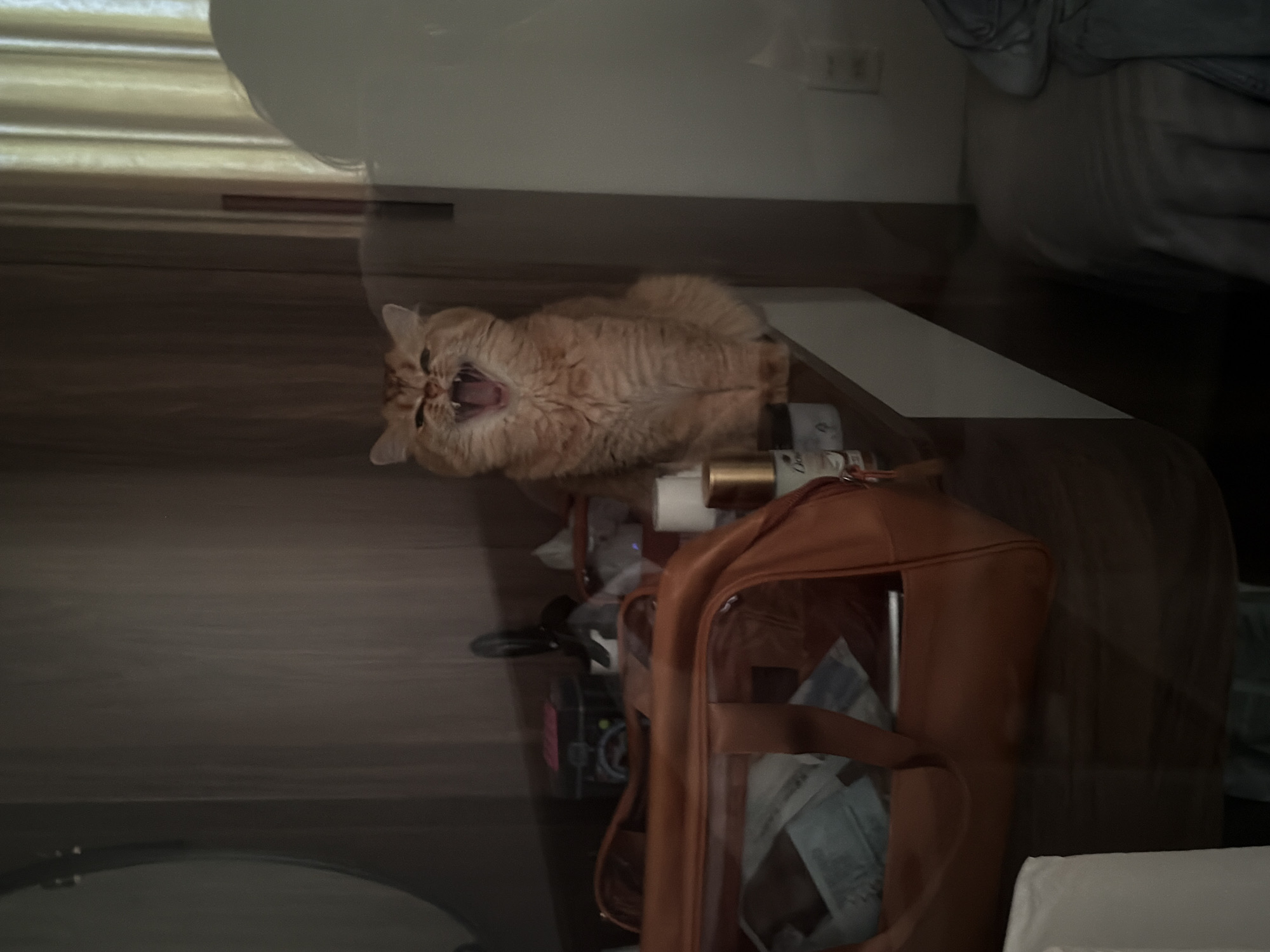 A tan cat lies on a white shelf on top of a dark brown dresser, mouth open. The dresser also holds toiletries and a brown, see-through travel bag. The top of the dresser is near a bed. The location is presumed to be indoors. There is no evidence to confirm the location in the city of Đà Nẵng, Vietnam.