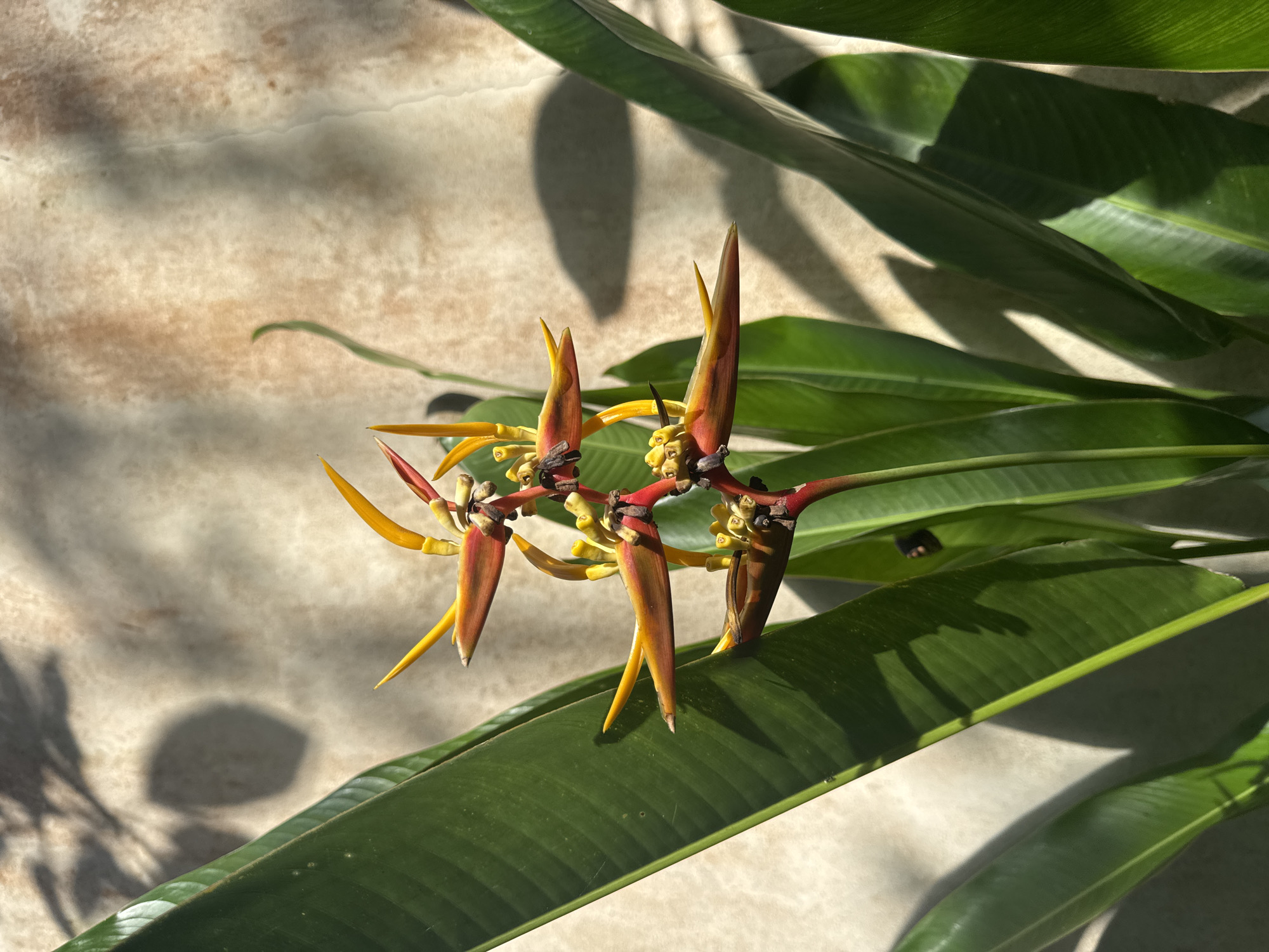 The image depicts a plant with orange and yellow flowers against a beige background. The plant has long, green leaves. It is difficult to ascertain the location in the city of Kuta Selatan, Indonesia, based on the image alone. There are no people visible in the image.