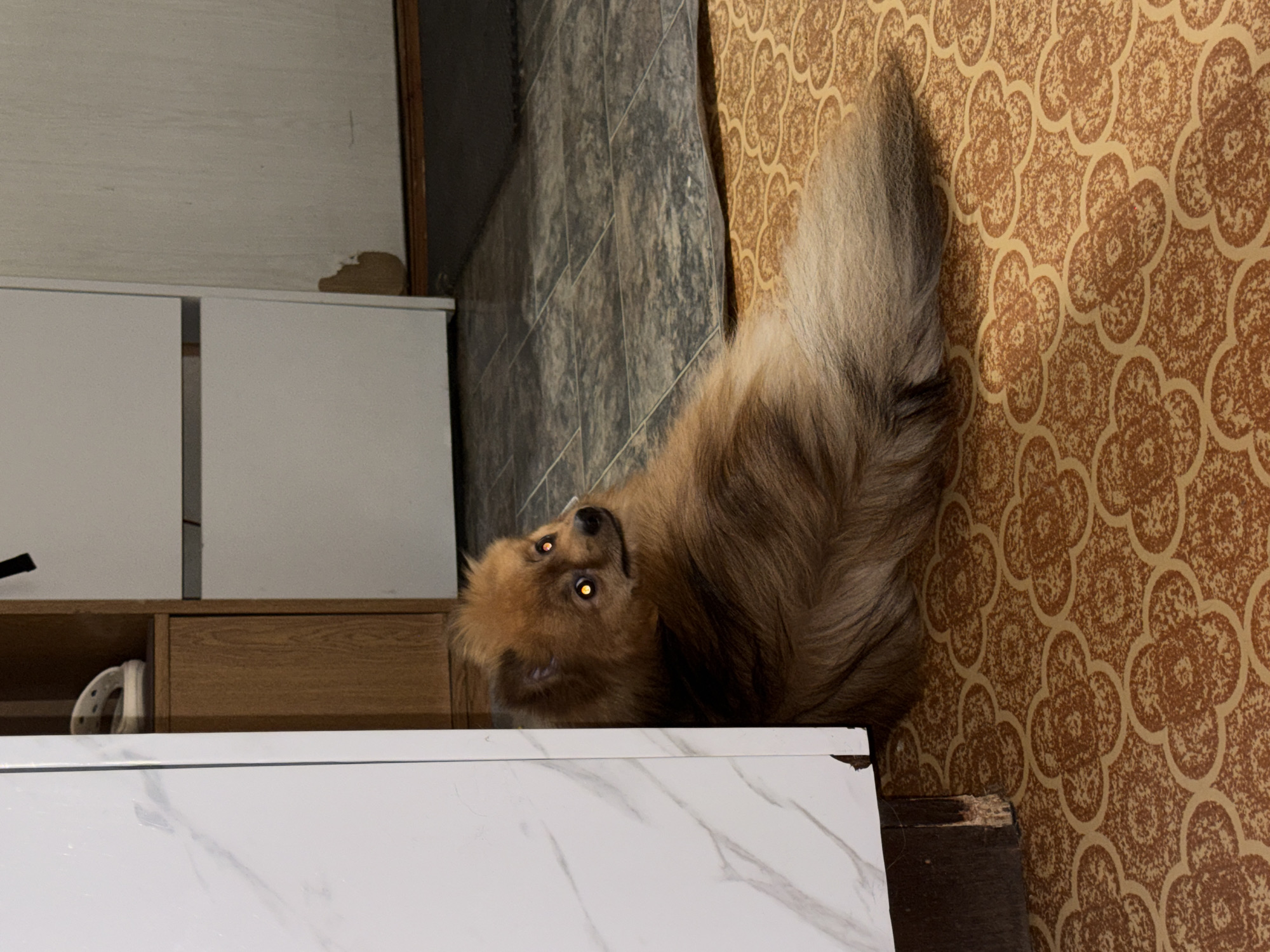 A medium-sized brown dog with glowing yellow eyes is positioned on a white marble-patterned surface. The dog is situated near a dark-colored wooden object and a light brown cupboard below. Behind the dog, there is a wall with a brown floral pattern. To the left, there are dark grey tiles and a white cabinet with a smaller brown cabinet beneath it. An off-white object rests inside the lower cabinet. There is no visible evidence to support that the image was taken in Khimki, Russia.