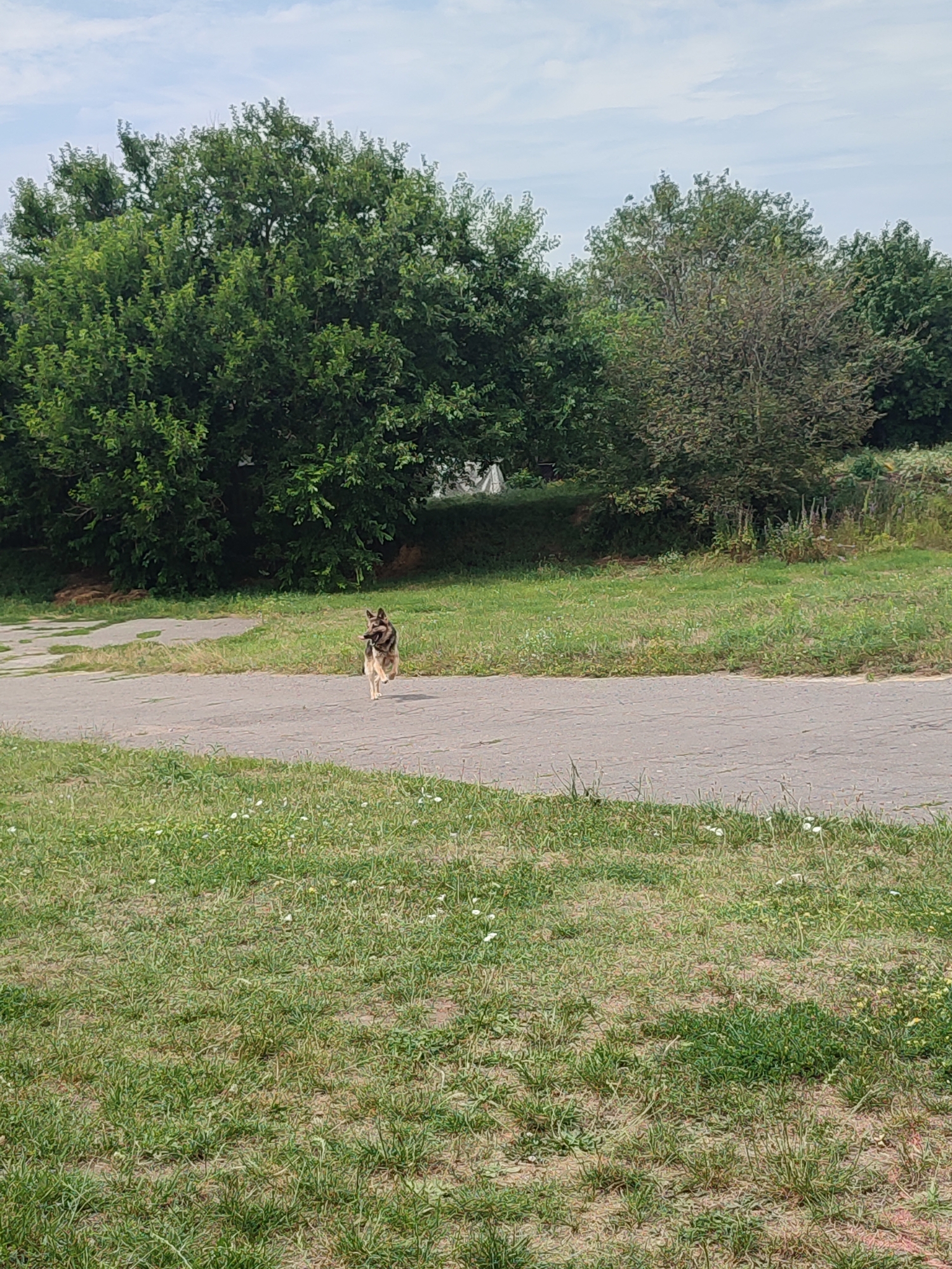 A medium-sized, tan and brown German Shepherd dog is trotting on a paved path in a grassy area with trees in the background. The dog is carrying a stick in its mouth and is facing to the right of the frame. The path is cracked and worn, and there are patches of green grass and some small white flowers visible. The trees are lush and green, and the sky is partly cloudy. The scene appears to be a park or a natural area within an urban setting.