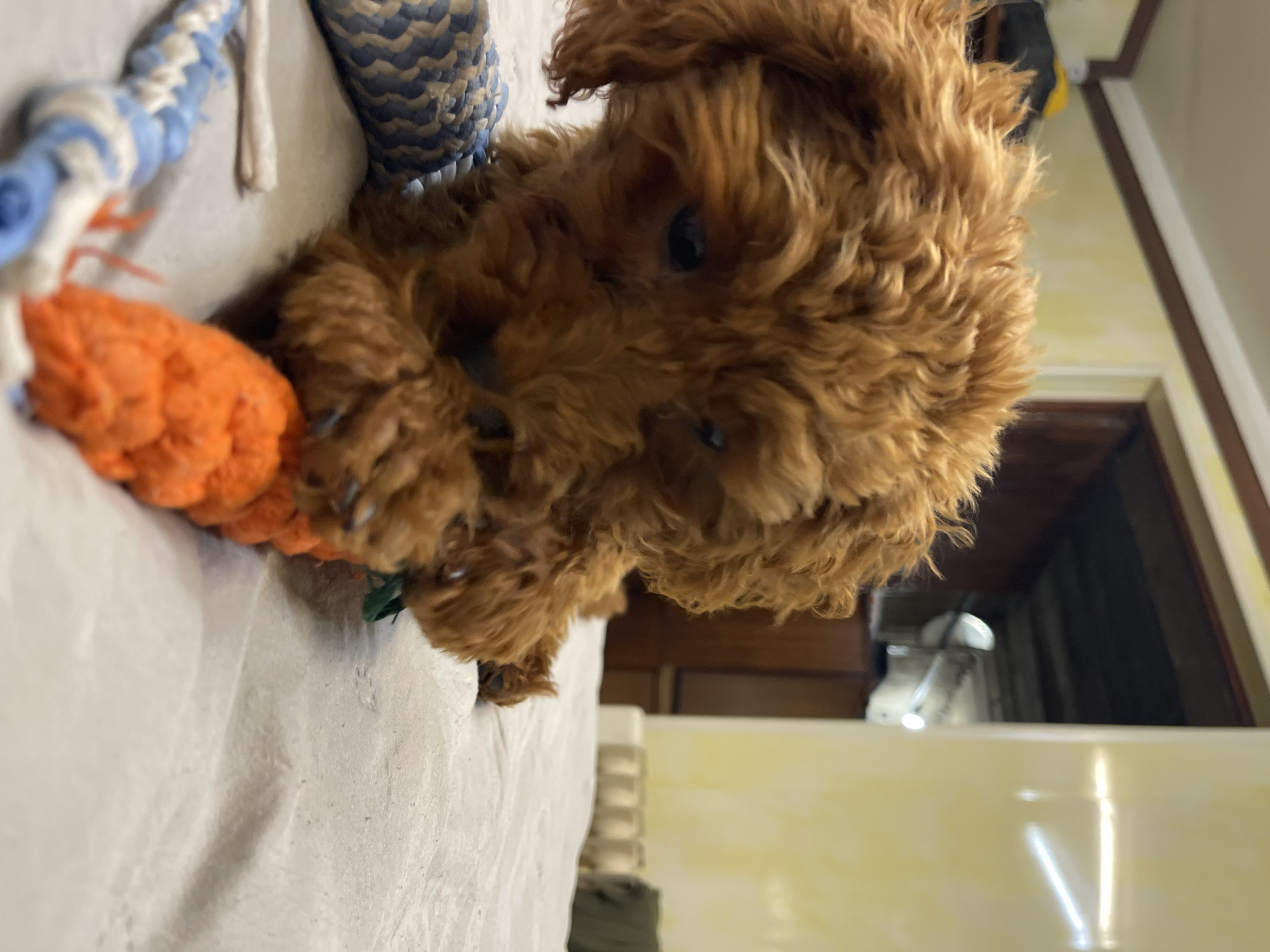 A small, fluffy brown dog, possibly a poodle or doodle puppy, is the central subject of this close-up, rotated indoor photograph. The dog has curly, reddish-brown fur and dark eyes that are looking directly towards the viewer. It appears to be on a light-colored, possibly off-white or cream, fabric surface, which could be a bed, couch, or blanket.
The dog is actively playing with toys. An orange, textured dog toy, possibly a rope toy or a plush toy, is held in its mouth or paws. Another blue and white braided rope toy is visible to the left, and a blue and white patterned fabric object (perhaps another toy or part of the bedding) is further in the background. The dog's paws are visible near the orange toy, indicating engagement.
The setting is an interior space, likely a home. In the background, there are hints of wooden furniture or trim, and a light-colored wall with a yellowish hue. The overall lighting suggests it is daytime or a well-lit indoor environment. The dog's expression appears curious and engaged. There is no visible text in the image. While the location context is Sofia, Bulgaria, there are no specific visual cues within the image itself to identify this geographical location.