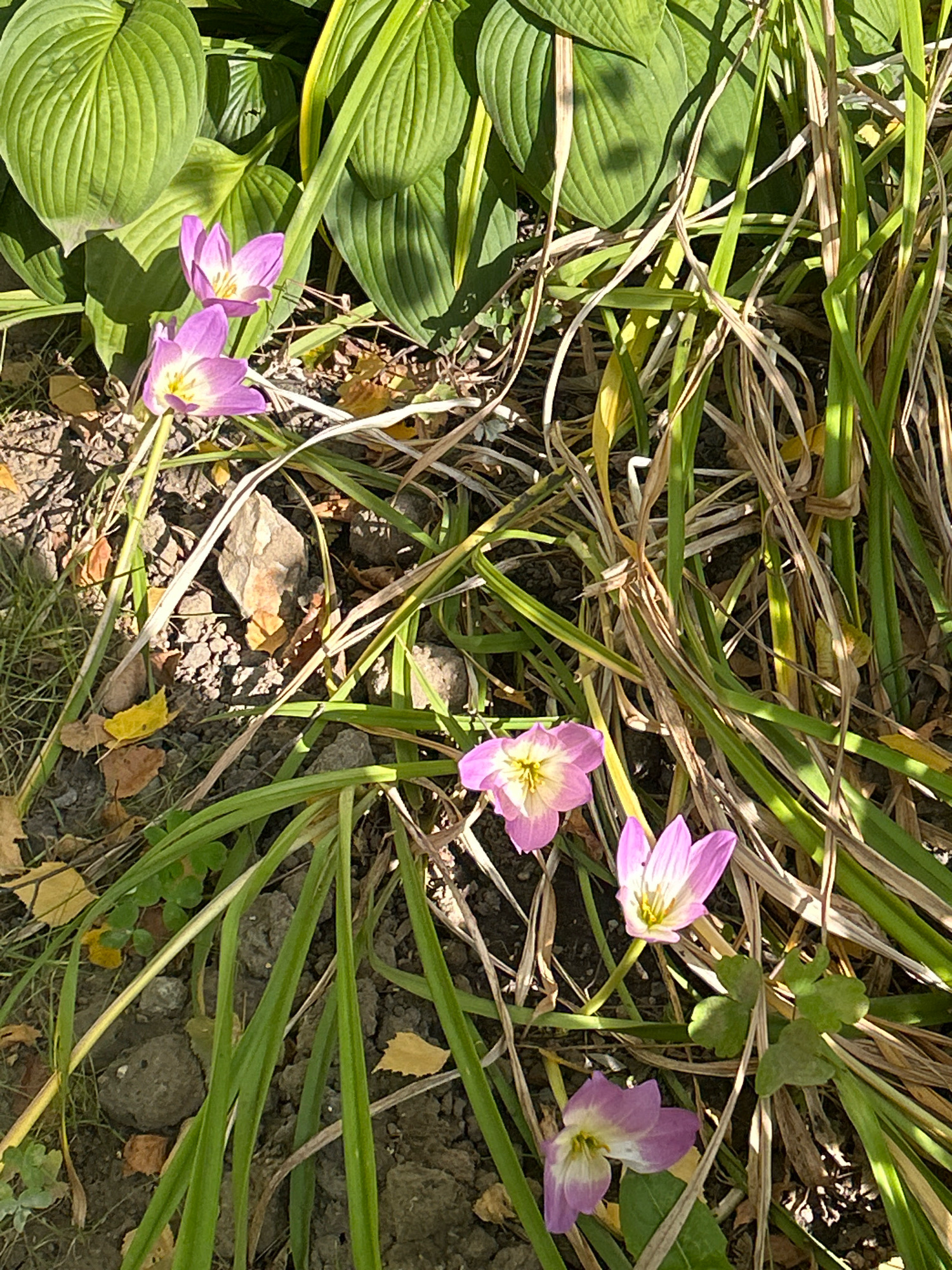 The image shows a close-up, ground-level view of several light purple flowers with yellow centers. The flowers have six petals each and are growing amongst green grass and dry, brown leaves. The background consists of large, green, ribbed leaves, likely from a hosta plant, and the ground appears to be soil mixed with small stones. The lighting suggests it is daytime, with shadows cast by the foliage. The scene is consistent with a garden or park setting. There are no people or animals visible in the image. The image does not contain enough information to determine its location in Moscow, Russia.