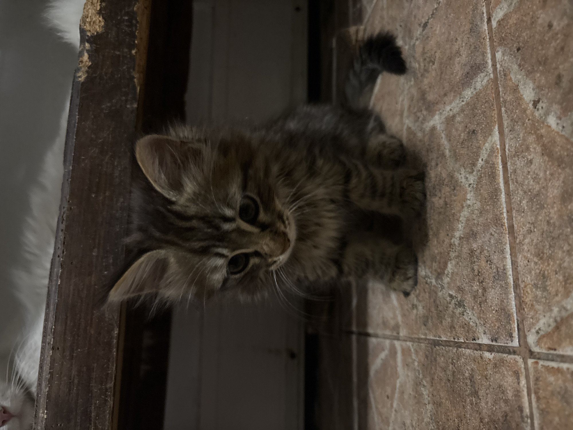 A fluffy, grey-brown tabby kitten with green eyes stands on a brown-toned tiled floor, facing the lower right corner of the frame. To the left, part of a white cat's face is visible near a dark brown, possibly wooden, doorframe. The location is unknown and cannot be determined from the image.