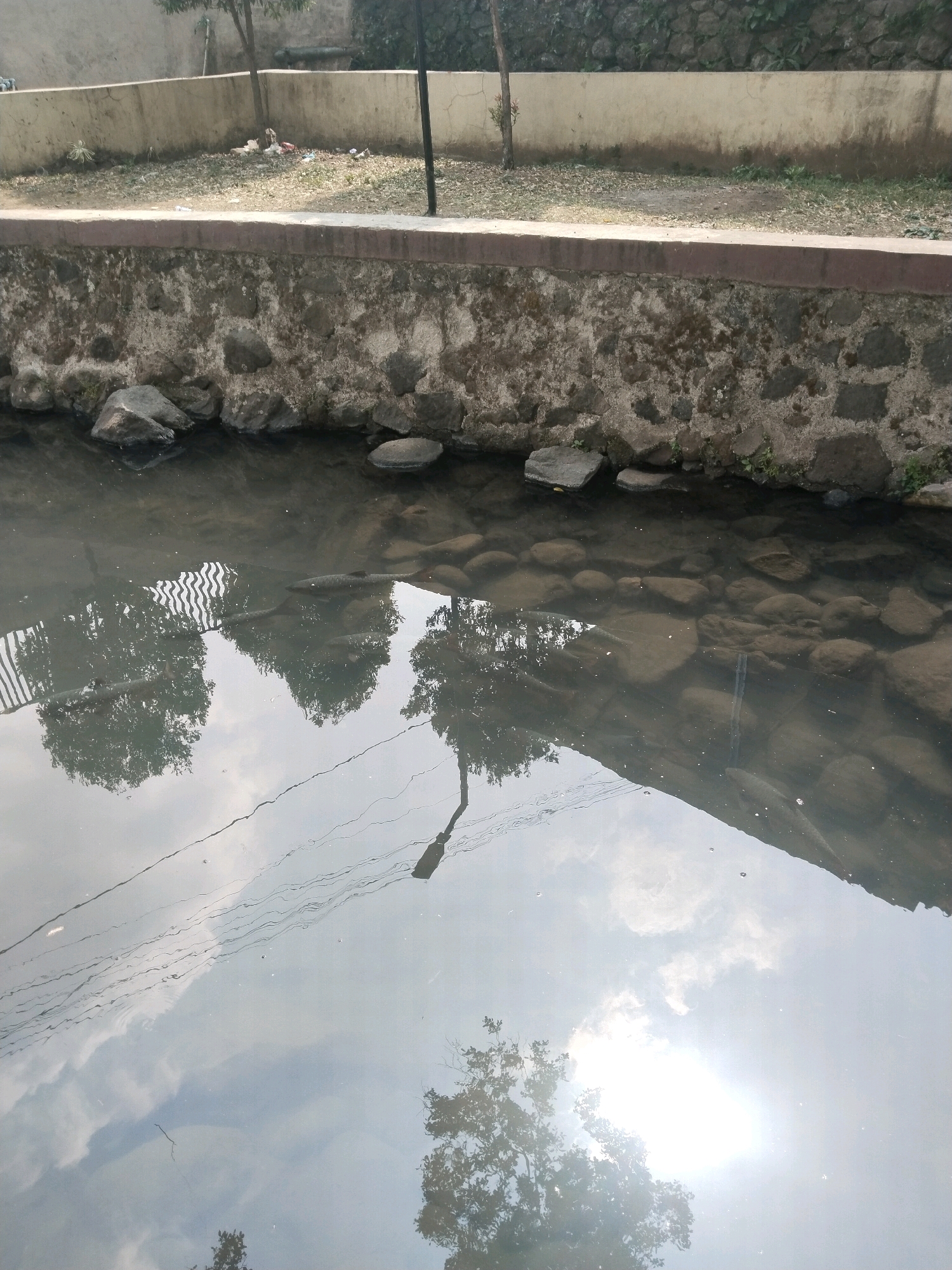 The image depicts a serene canal in Cenggini, Indonesia, with a stone wall lining its edge. Sunlight, reflecting off the water's surface, illuminates the scene, creating a shimmering effect. The canal bed is visible through the clear water, revealing a rocky bottom. On the far bank, a concrete wall separates the canal from a grassy area with some debris. A single tree stands near the wall, its reflection mirrored in the water. The sky above is partly cloudy, with a bright sun peeking through. In the water, two large fish swim, their forms clearly visible beneath the surface. A lamppost and overhead wires are also reflected in the water, adding to the tranquil ambiance. The image captures a moment of natural beauty within the urban landscape of Cenggini.