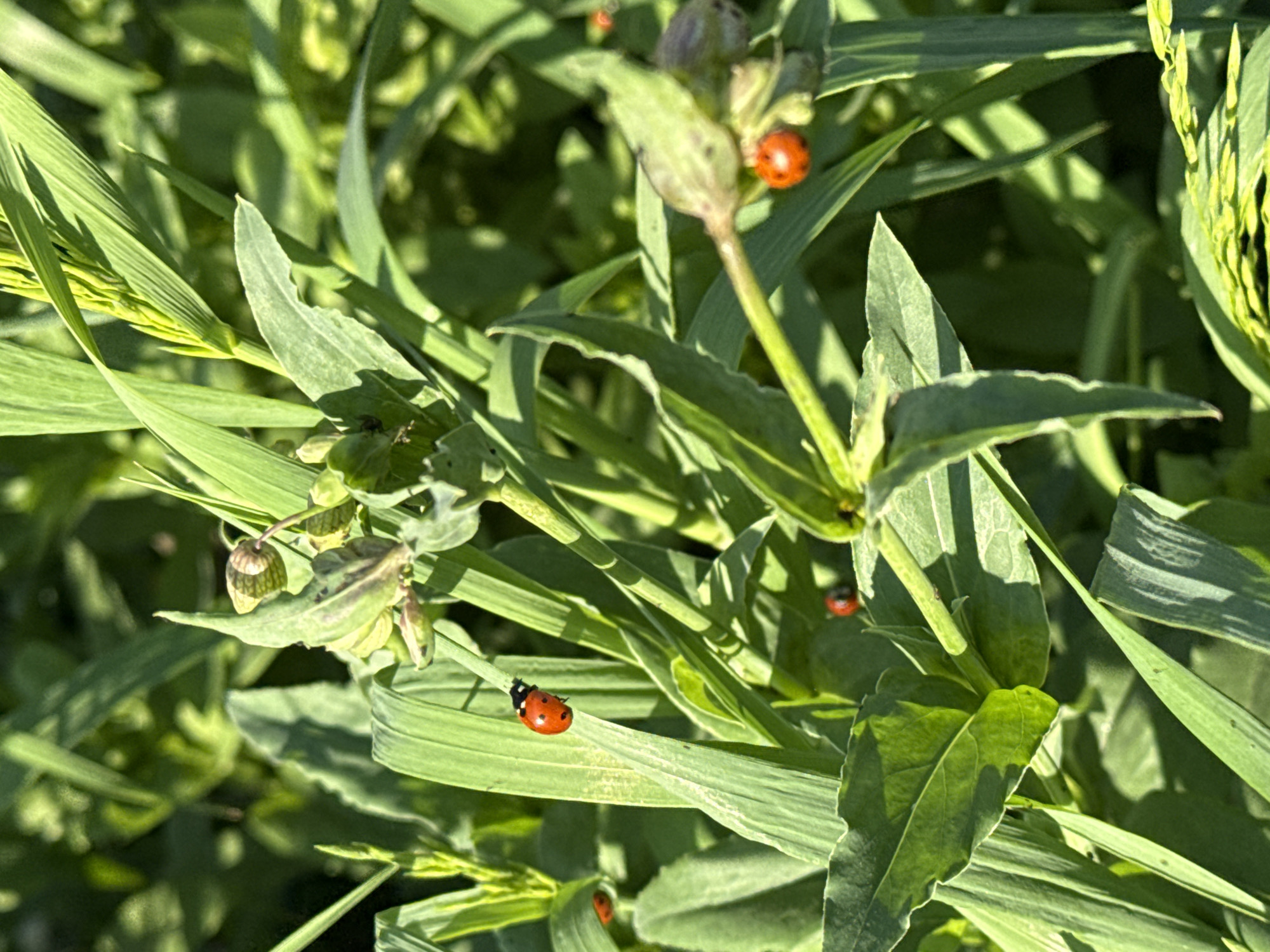 The image shows a close-up of green foliage, including blades of grass and other plant leaves, interspersed with seed pods and stalks. Several ladybugs are visible on the plants. There are no identifiable features indicating the location is Dzerzhinsky, Russia. No people, actions, or interactions are visible.