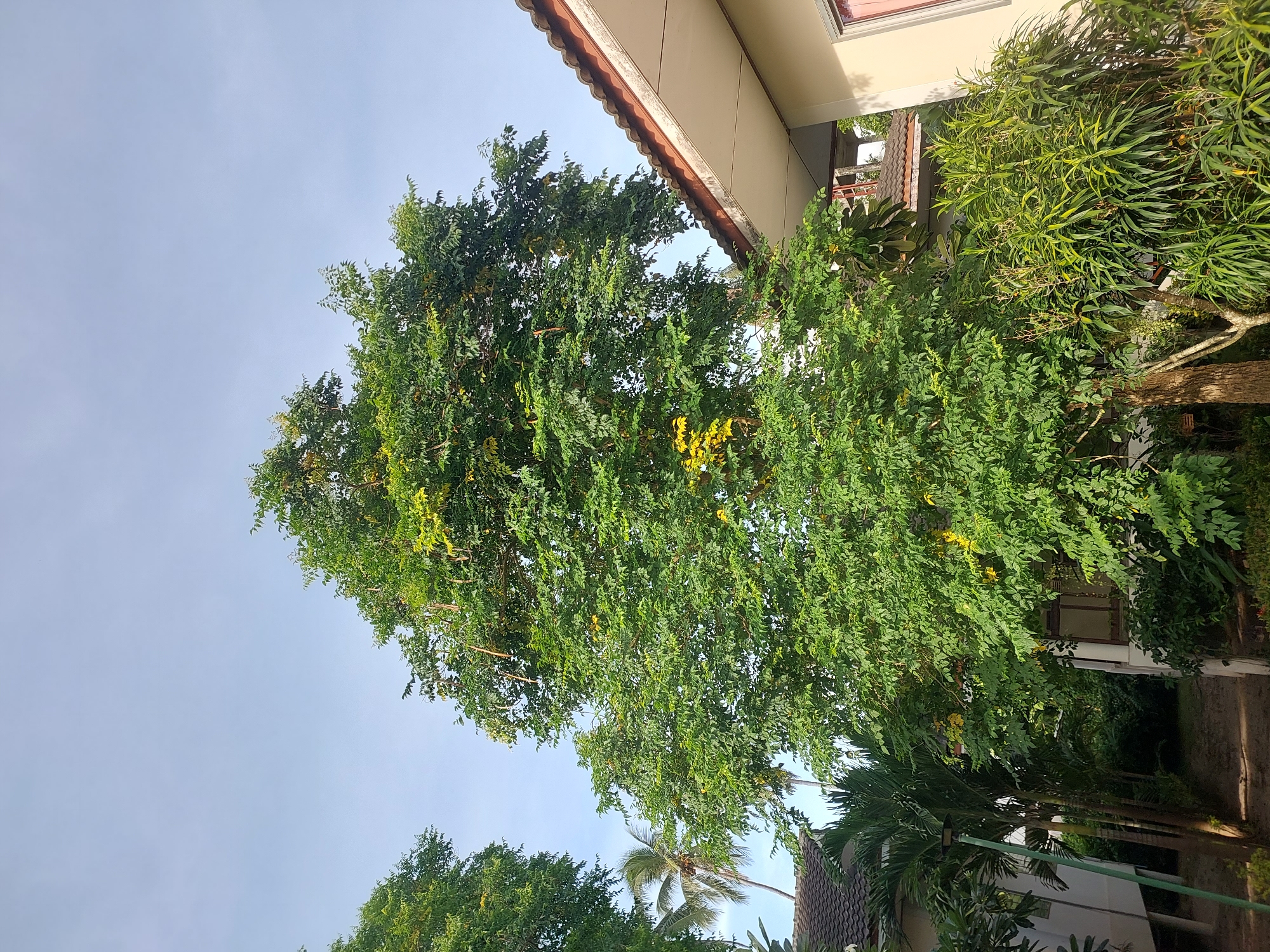 In Baan Mae Nam, Thailand, a mature tree with abundant green foliage and hanging seed pods stands tall in a yard. Palm trees and smaller plants are visible in the background, along with parts of two houses. The sky is clear and pale blue.