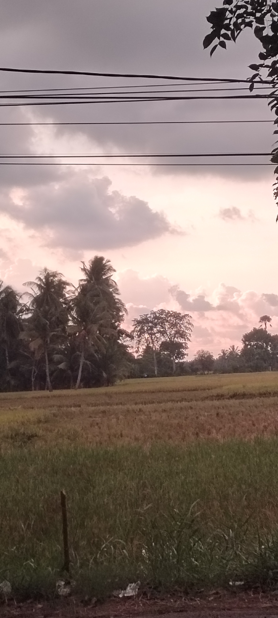 The image shows a landscape in Aluekeujruen, Indonesia at what appears to be dusk or dawn. A harvested field of rice paddies stretches across the midground, with a mix of brown stubble and green grass visible. In the background, a line of trees including several palm trees defines the horizon, silhouetted against a sky of pink and grey clouds. Power lines stretch across the upper portion of the frame. Foreground contains the edge of a road or path and a grassy verge with scattered debris. A wooden post is visible in the foreground grass.