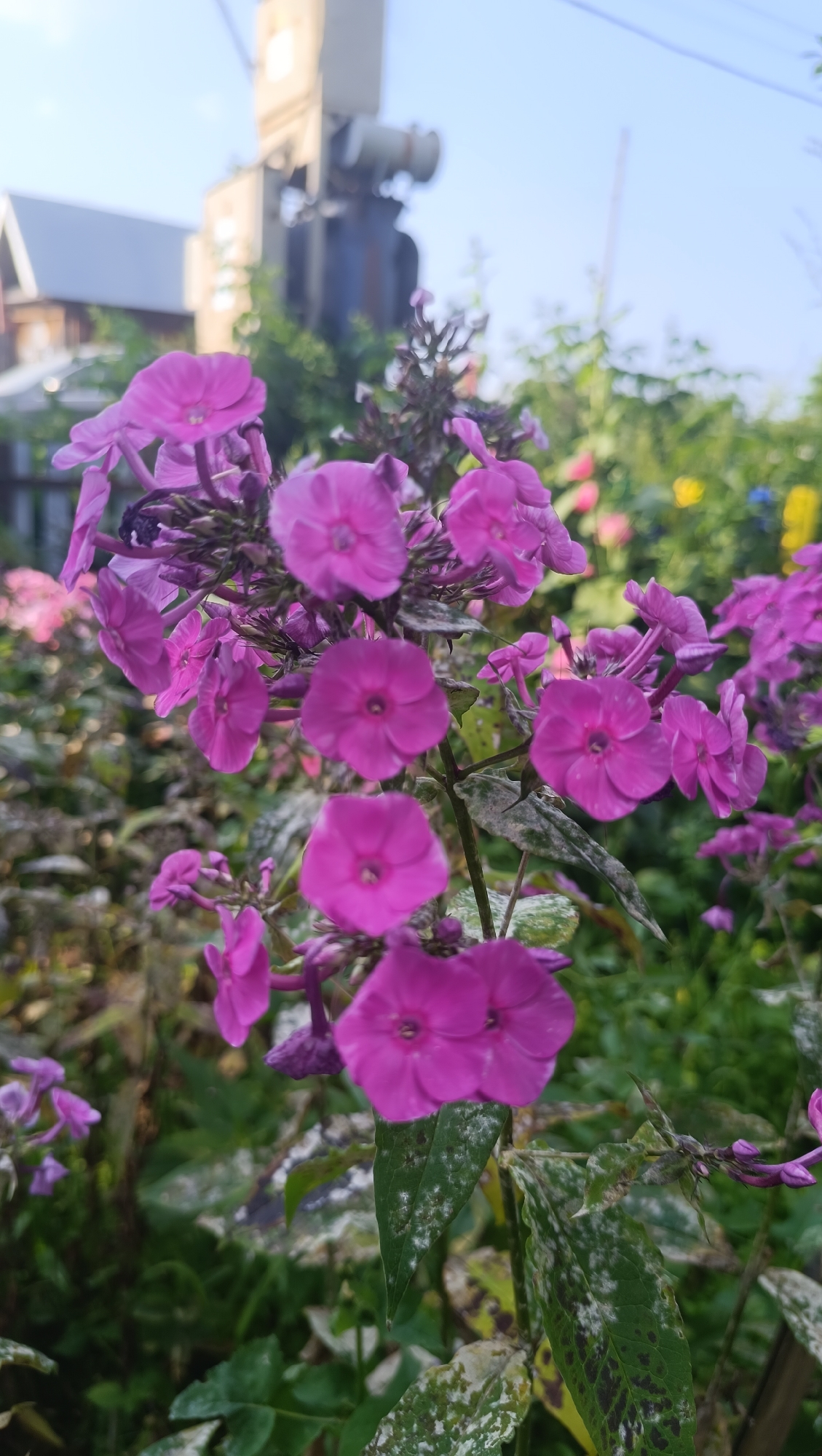 A cluster of vibrant pink phlox flowers is the central focus of this outdoor shot, with a blurred background suggesting a garden setting. The flowers are detailed, showing individual petals and the texture of their surfaces. Some of the leaves of the phlox plant display white speckling, which could be mildew or a natural variation. In the background, out of focus, are structures including a house with a dark roof and a tall, metallic utility pole or transformer. The sky above is a pale blue. The overall impression is of a natural scene with elements of human infrastructure present. The location is identified as Karsha, Russia.